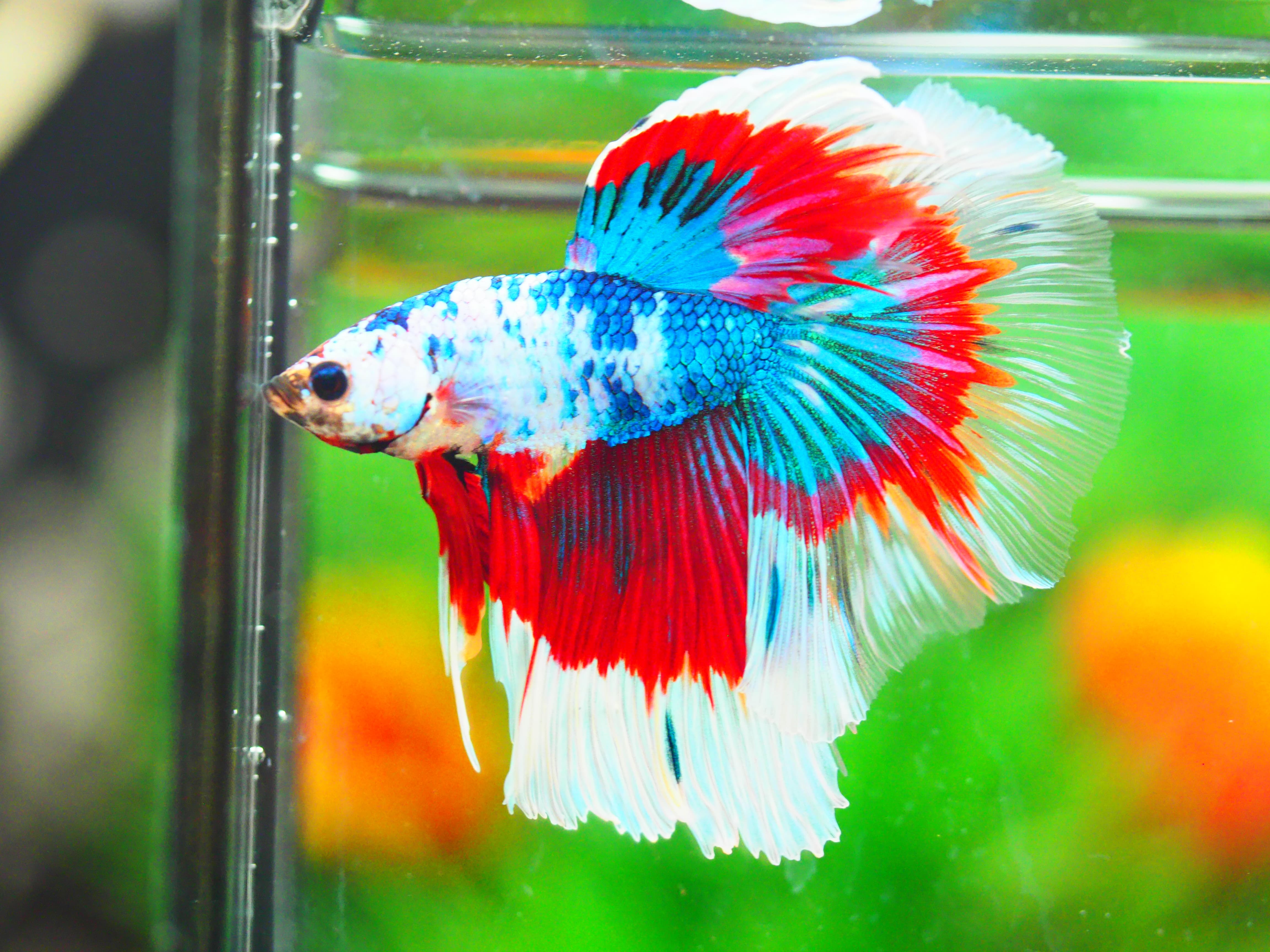 HM FANCY MALE GRADE A +++