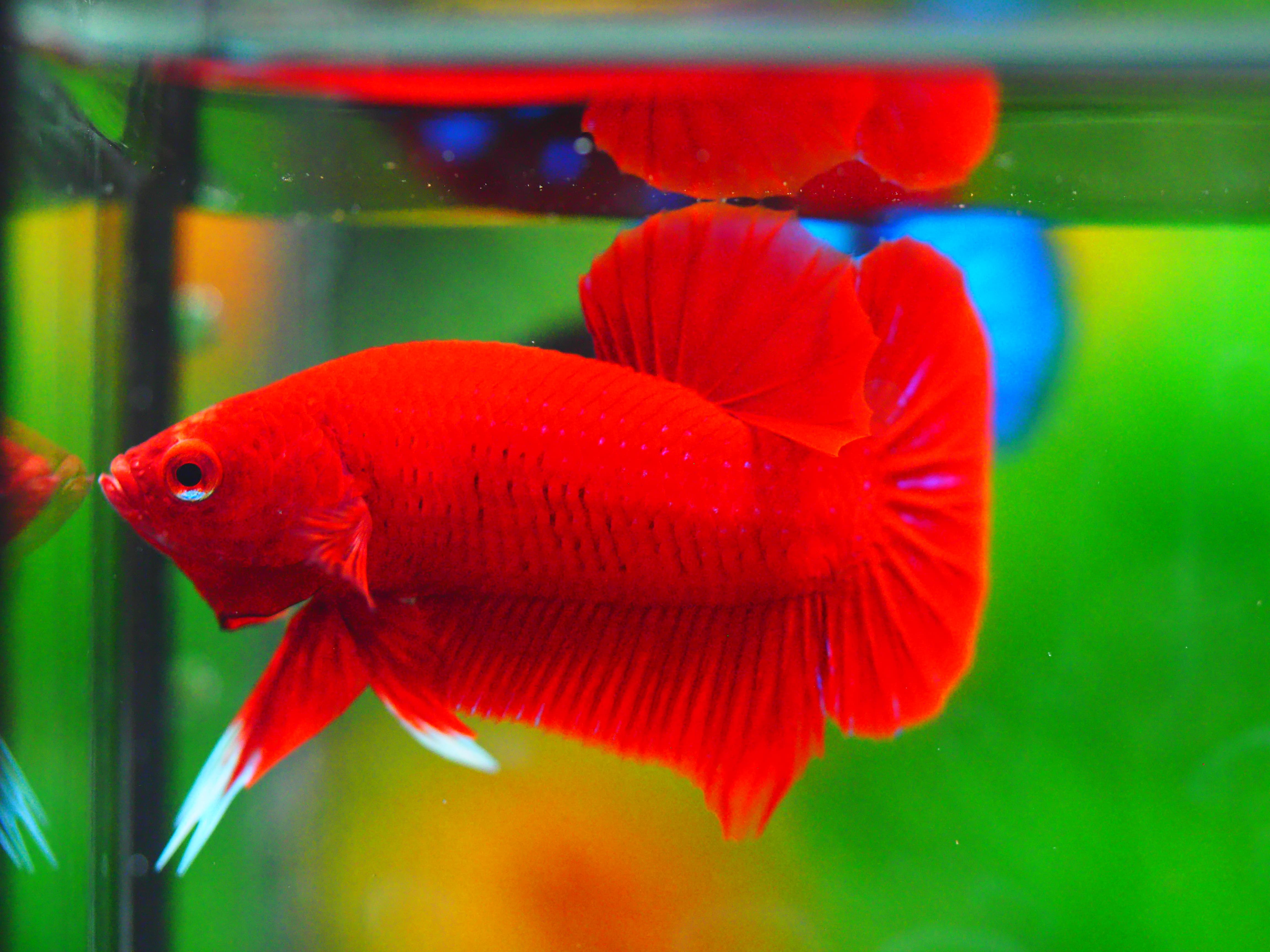 HMPK RED MALE GRADE A +++