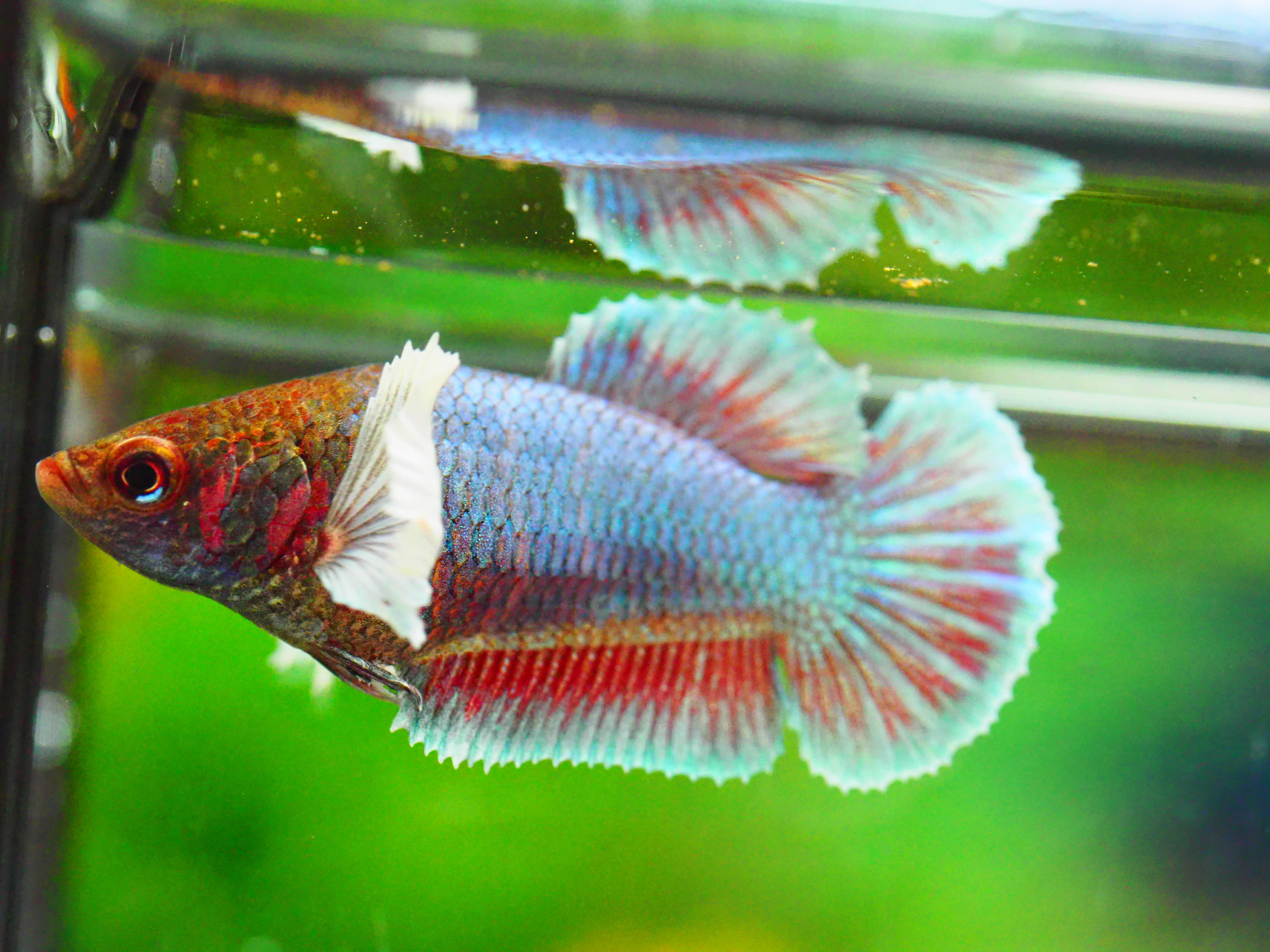 HMPK DUMBO FNMALE GRADE A +++