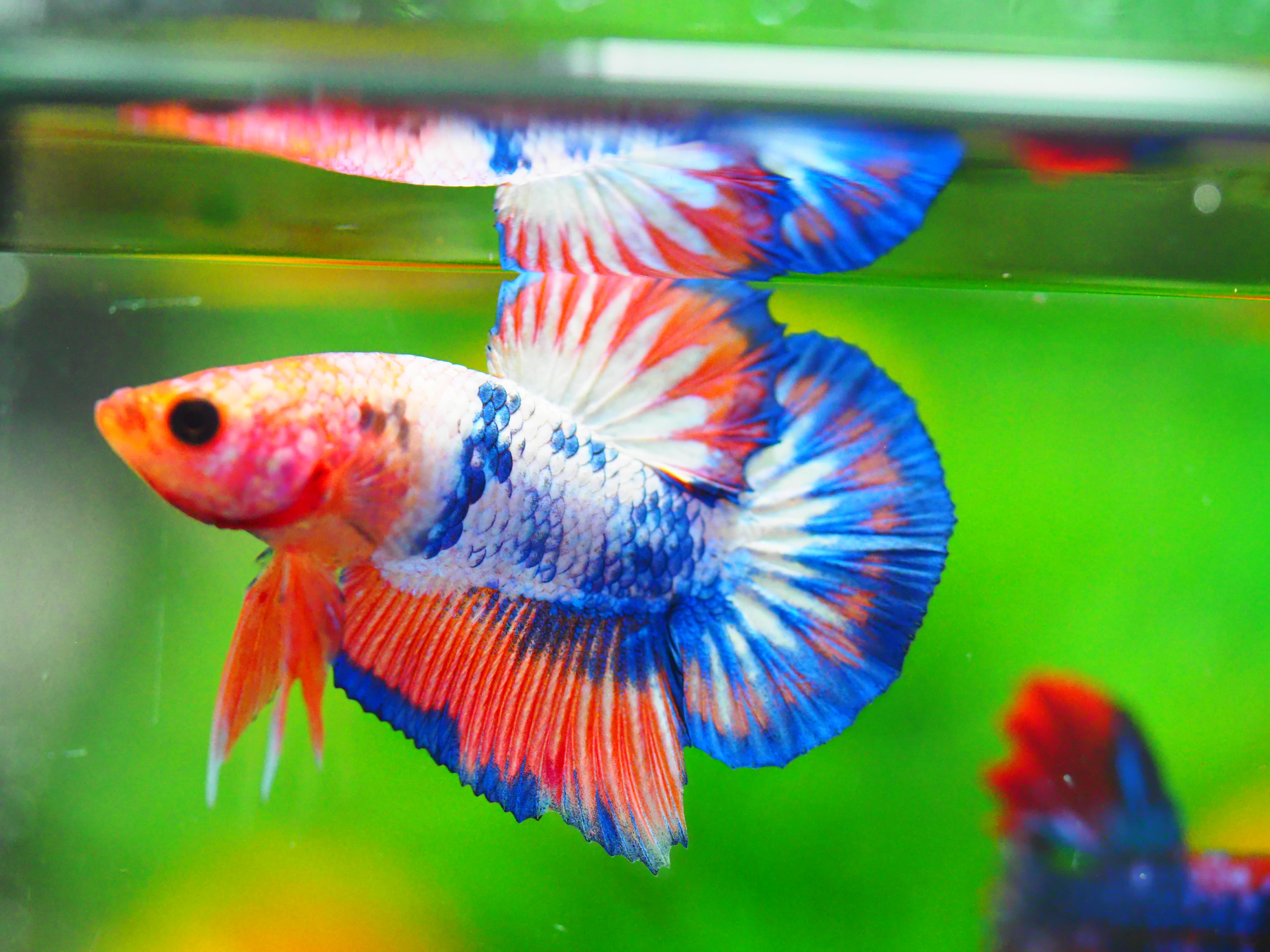 HMPK FANCY MALE GRADE A +++