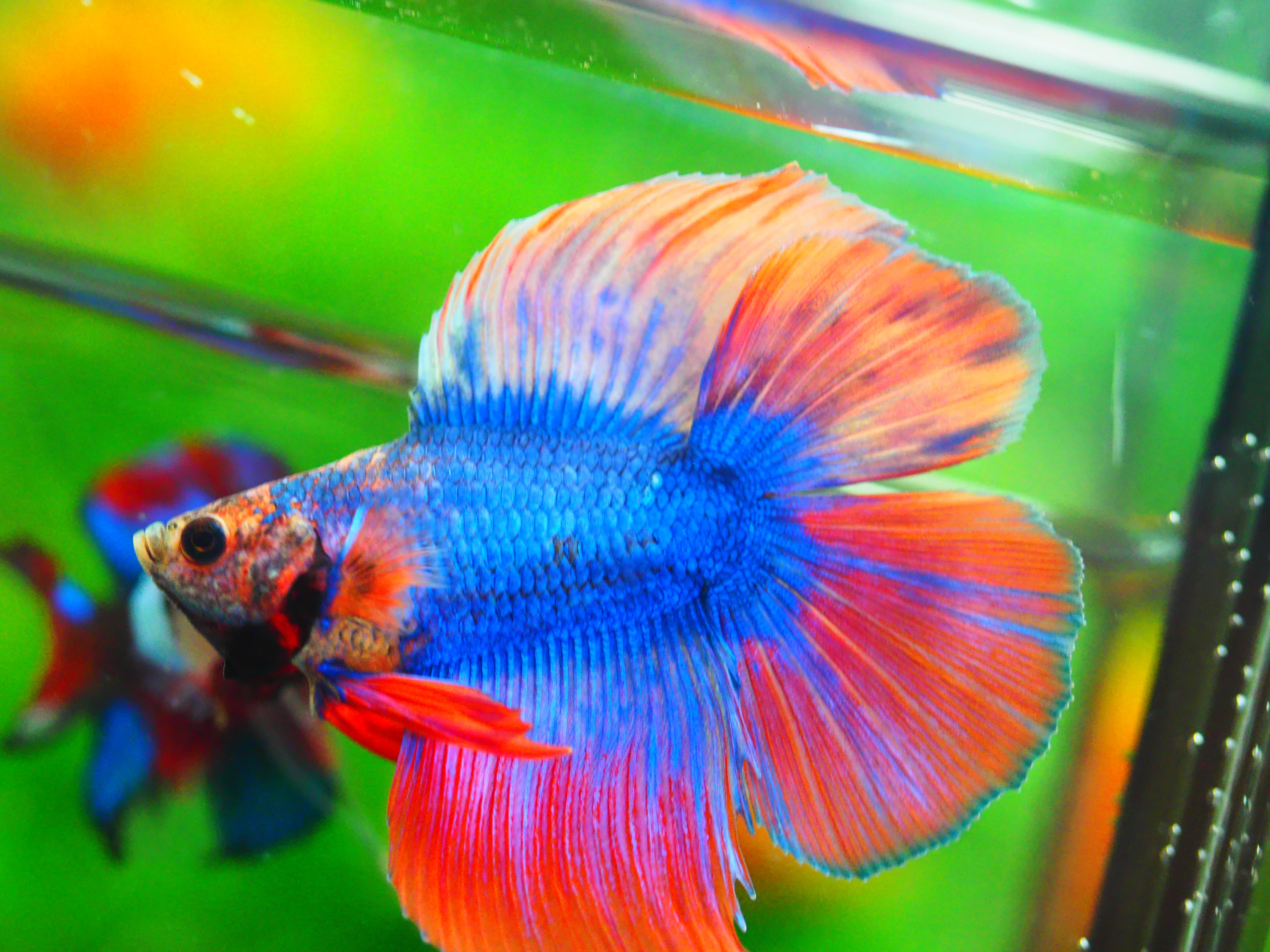 FULLMOON FANCY MALE GRADE A +++