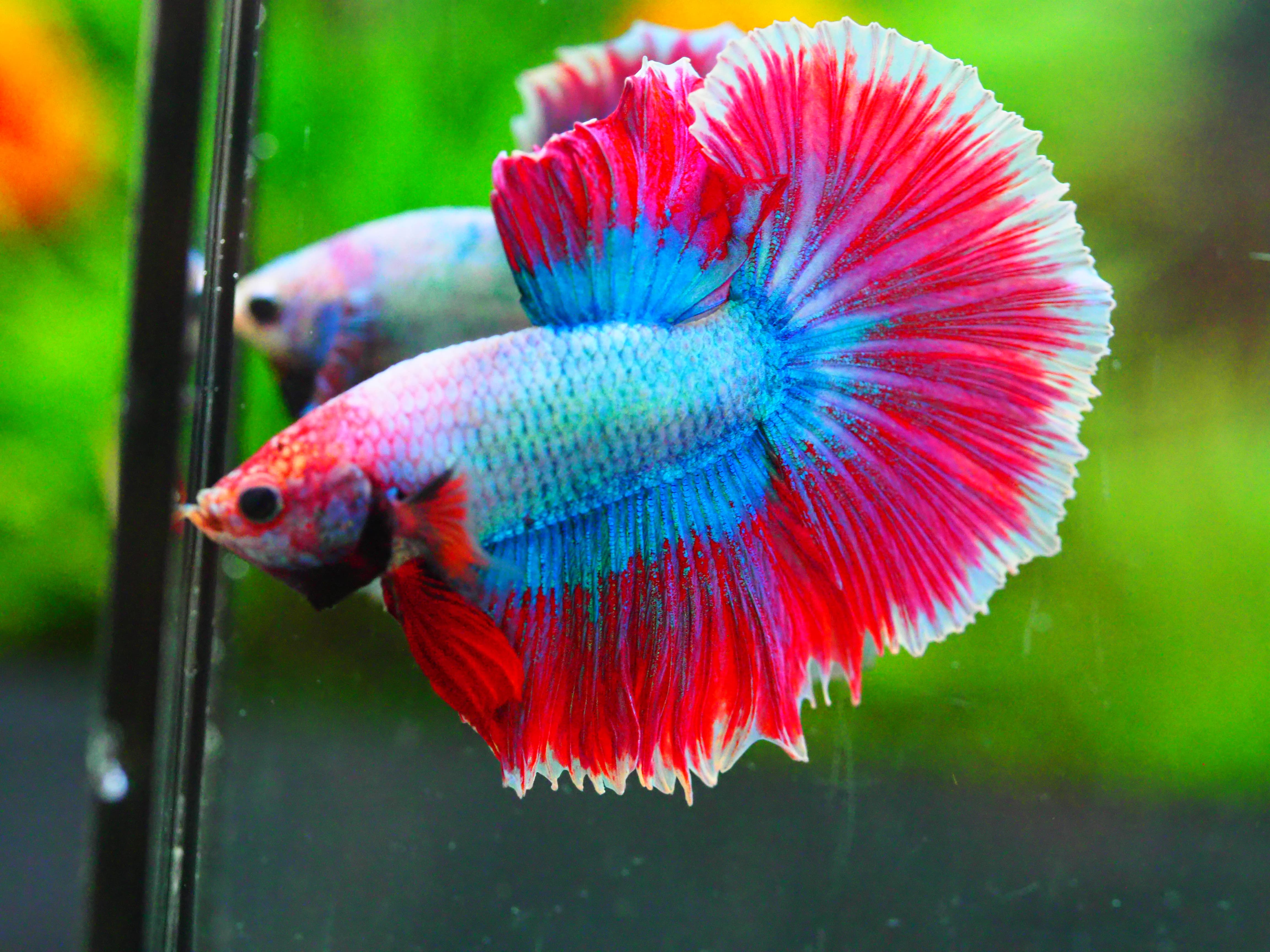 HM FANCY MALE GRADE A +++