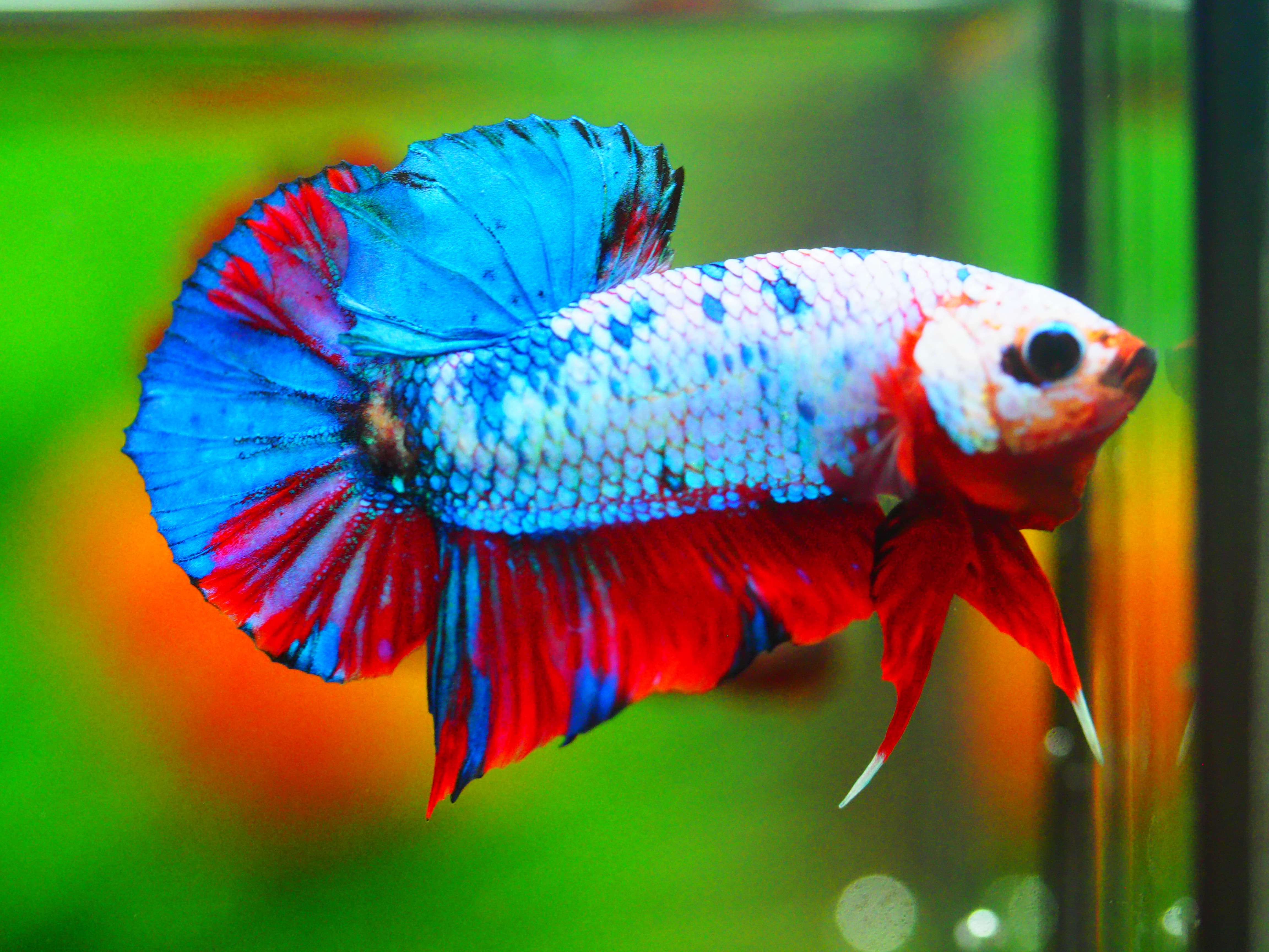 HMPK KOI GALAXY MALE GRADE A +++