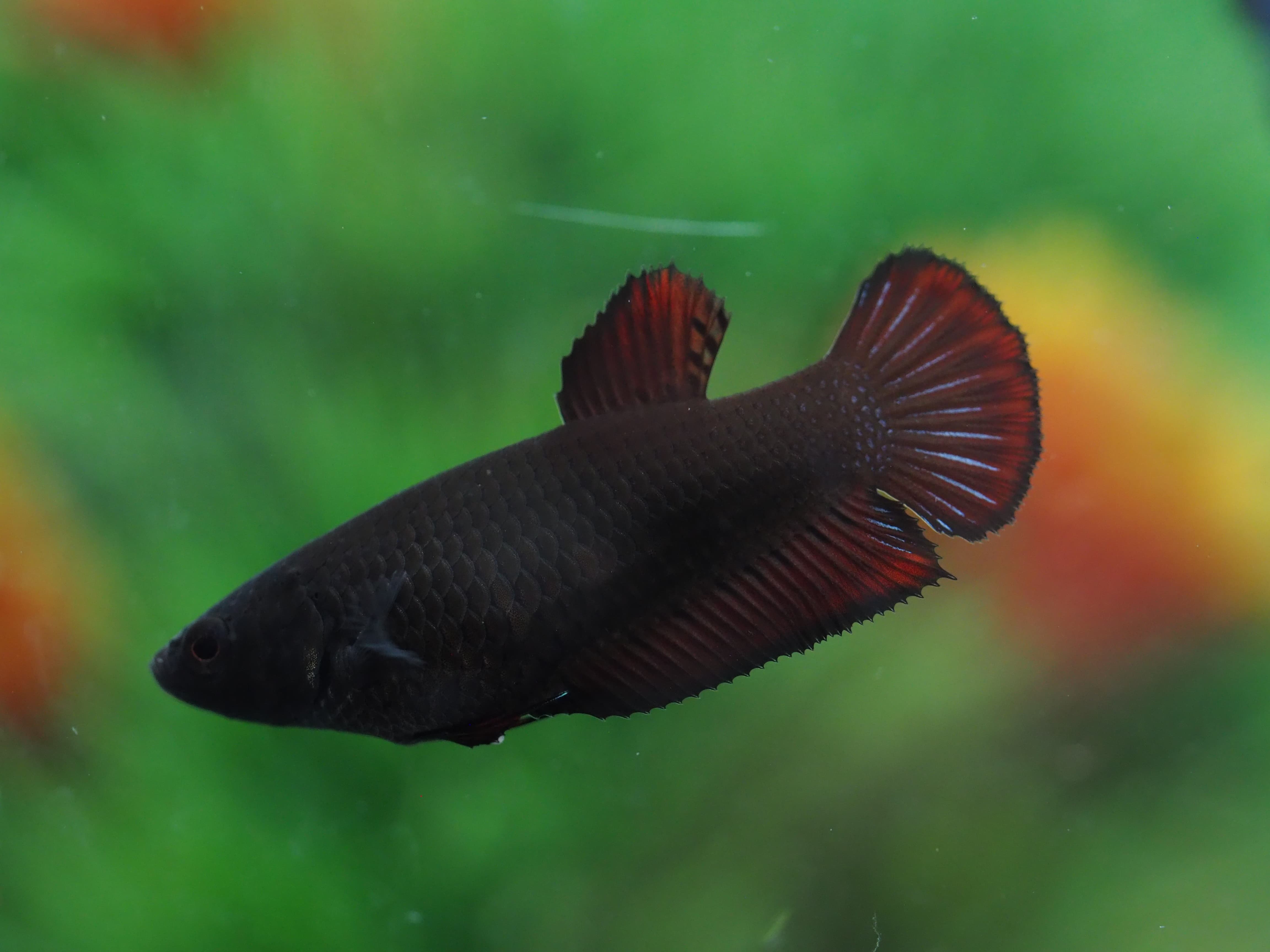 HMPK BLACK FEMALE GRADE A+++