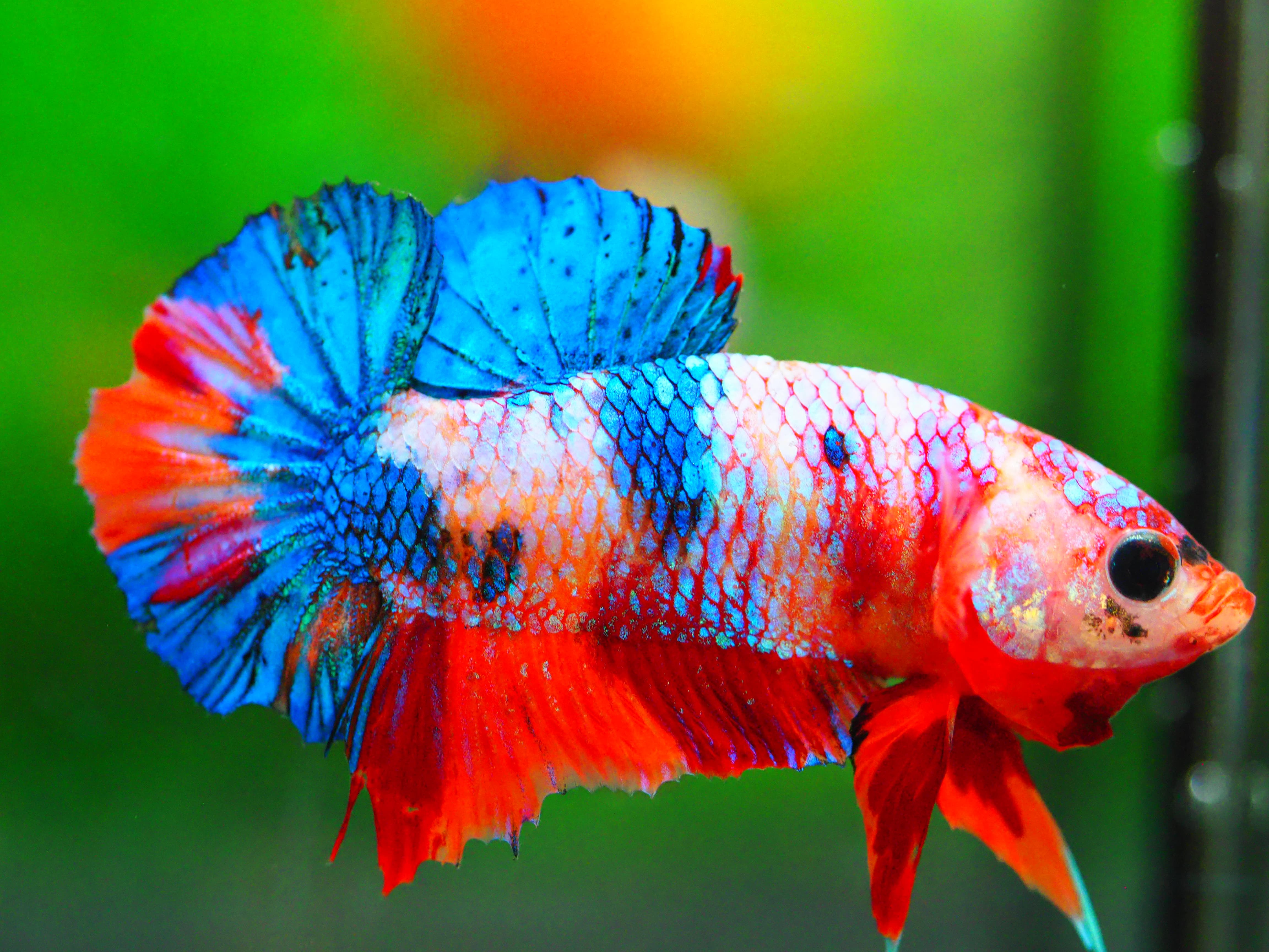 HMPK NEMO GALAXY MALE GRADE A +++