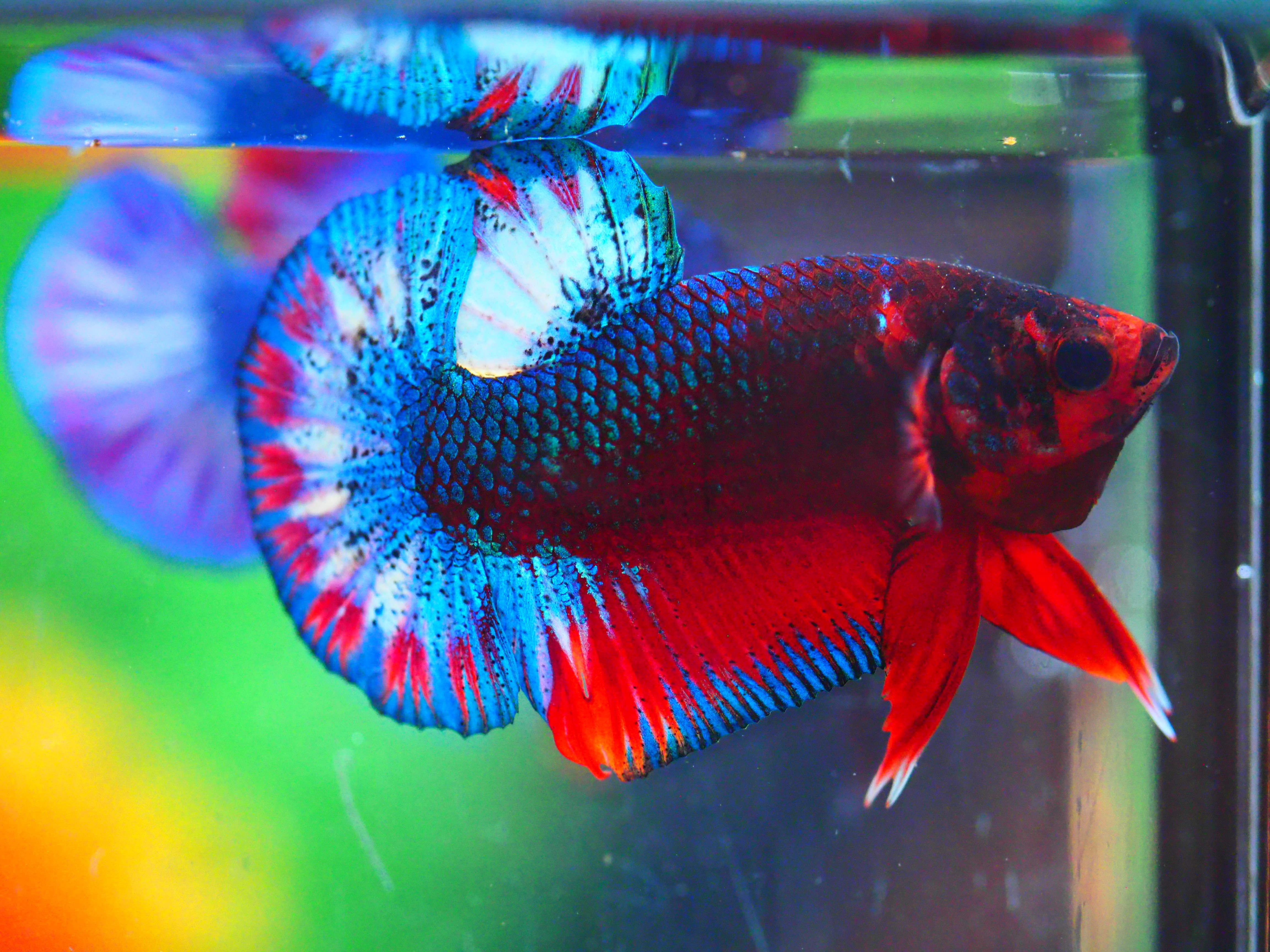 HMPK FANCY MALE GRADE A +++