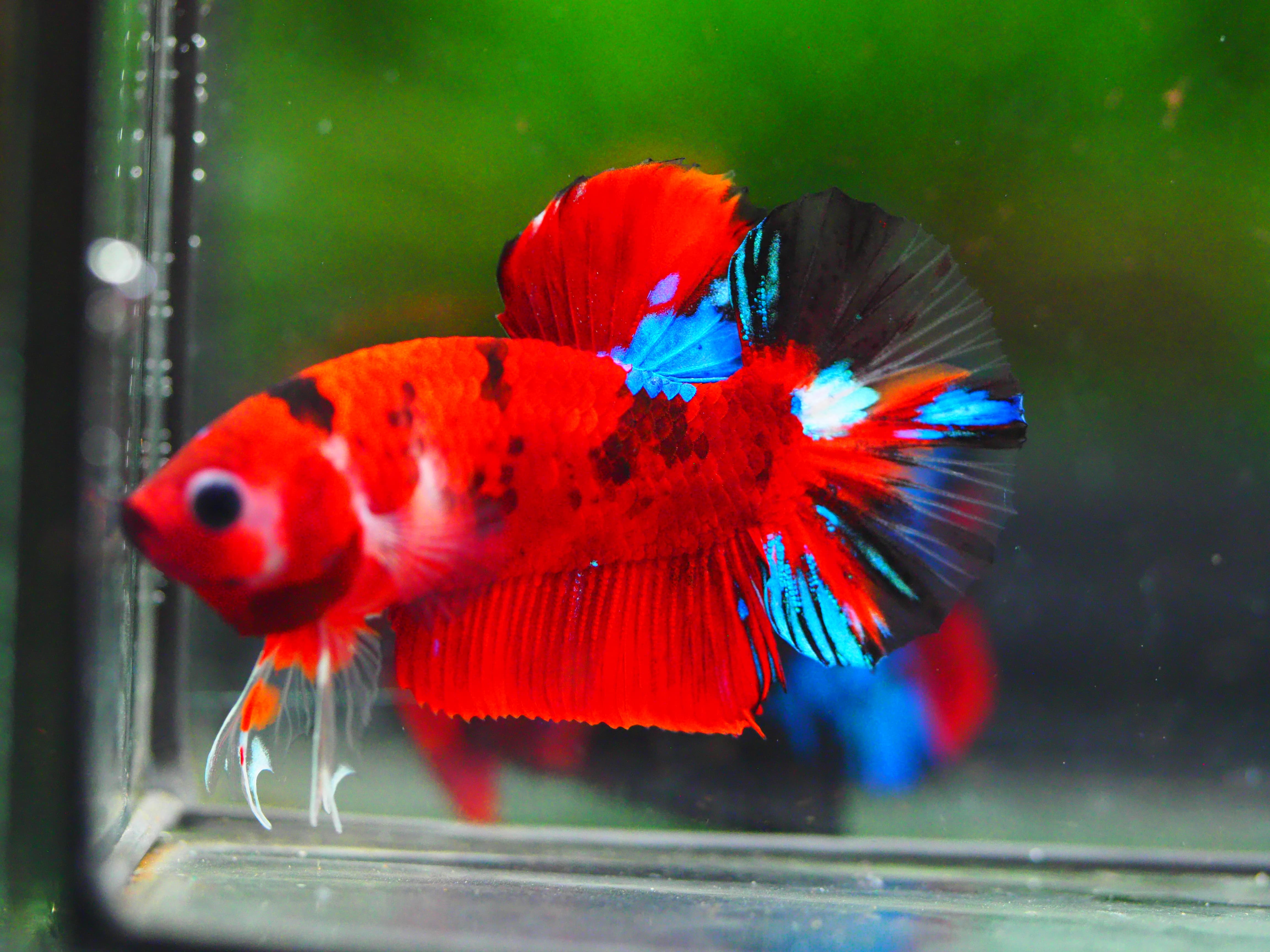 HMPK KOI GALAXY MALE GRADE A +++