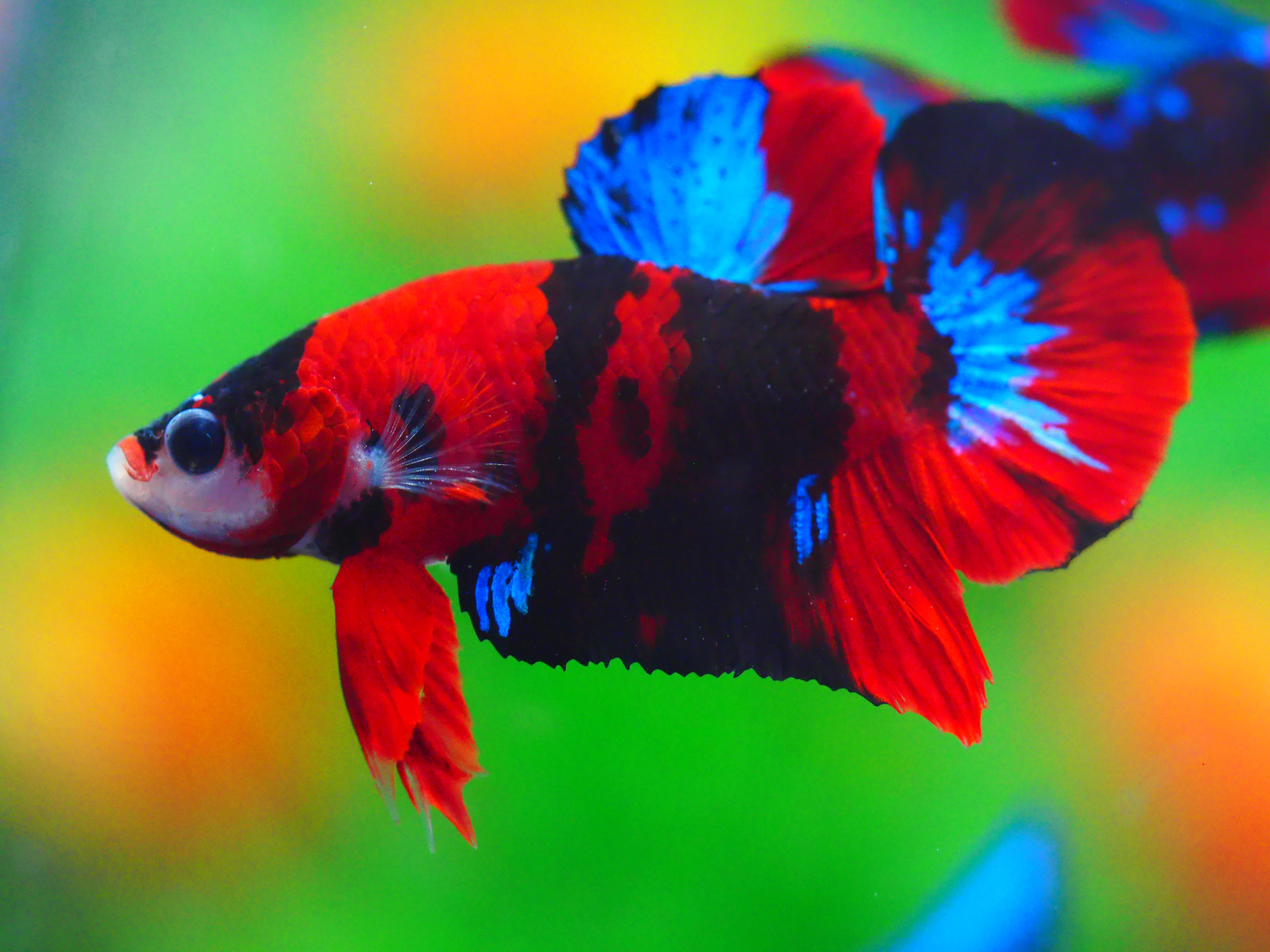 HMPK KOI GALAXY MALE GRADE A +++