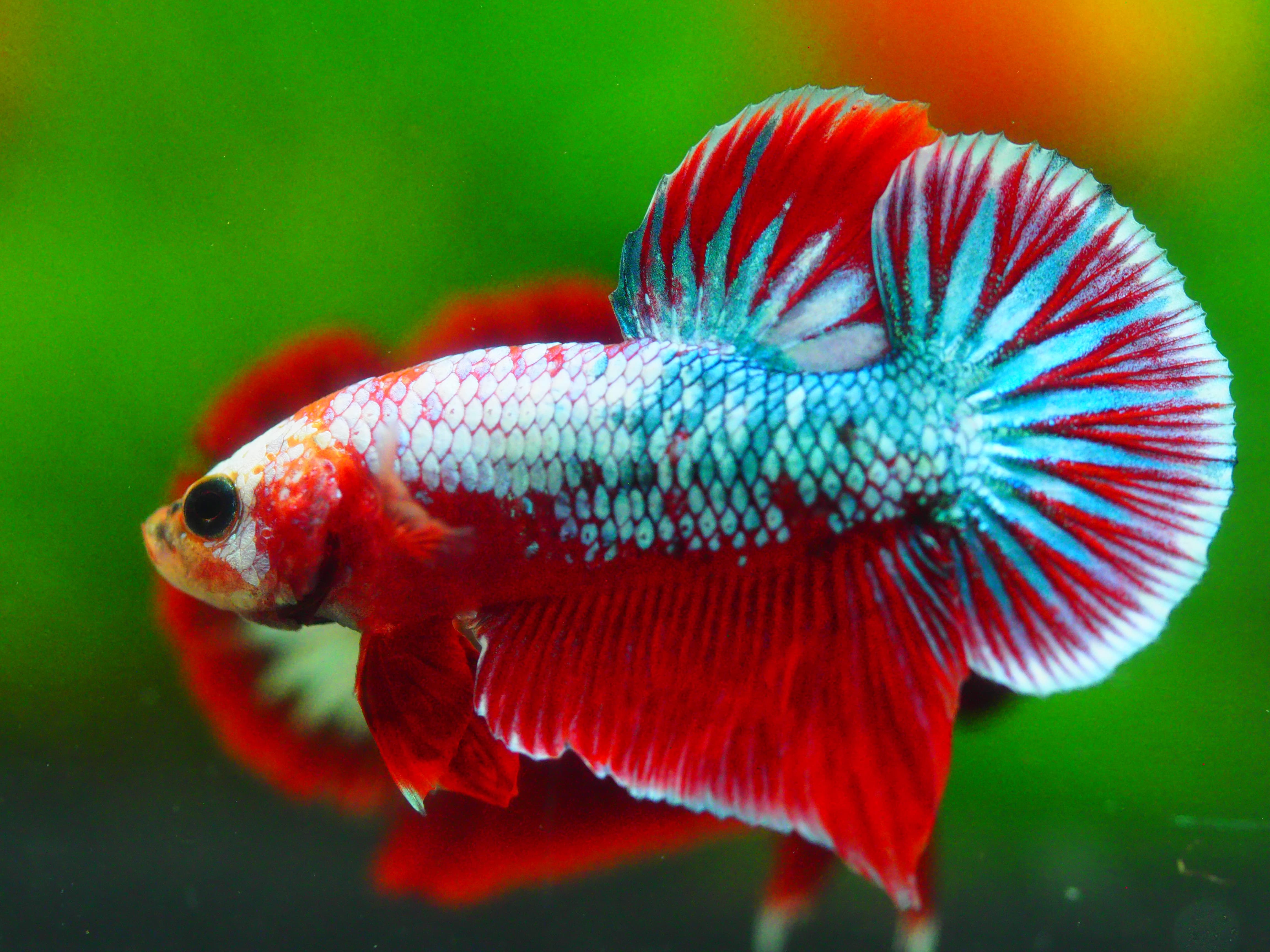 HMPK FANCY MALE GRADE A +++