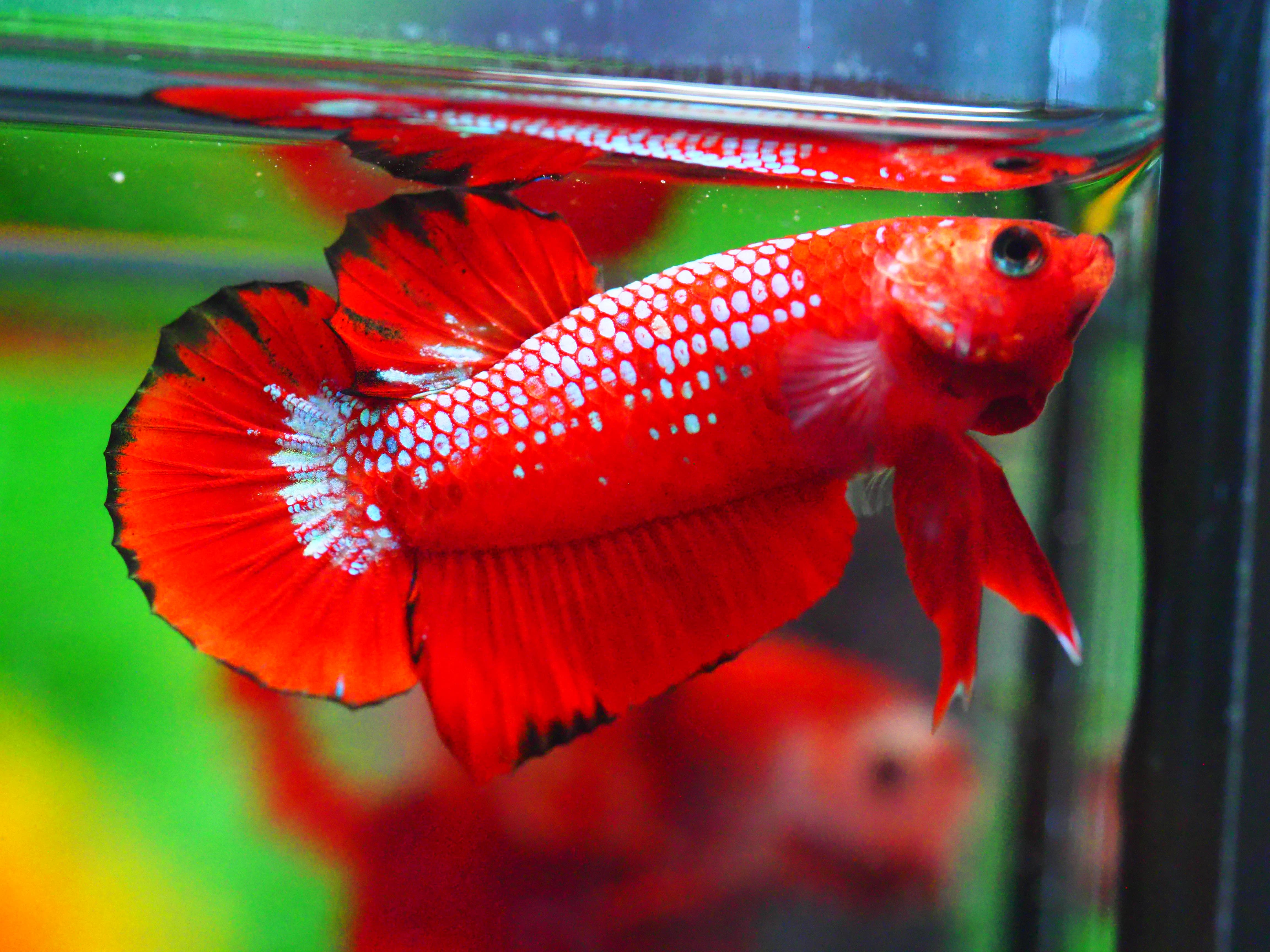 HMPK HELLBOY MALE GRADE A +++