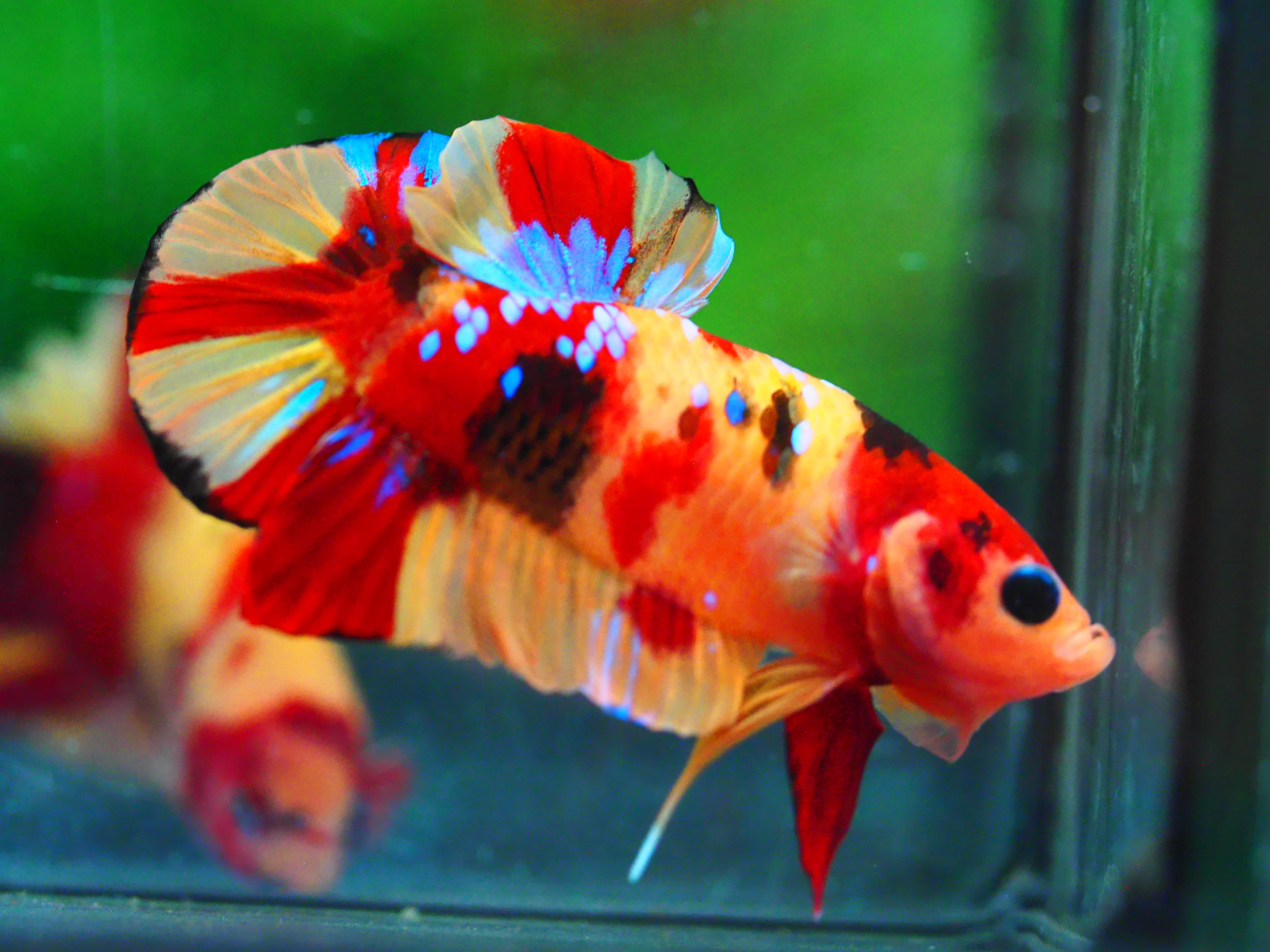 HMPK NEMO GALAXY MALE GRADE A +++