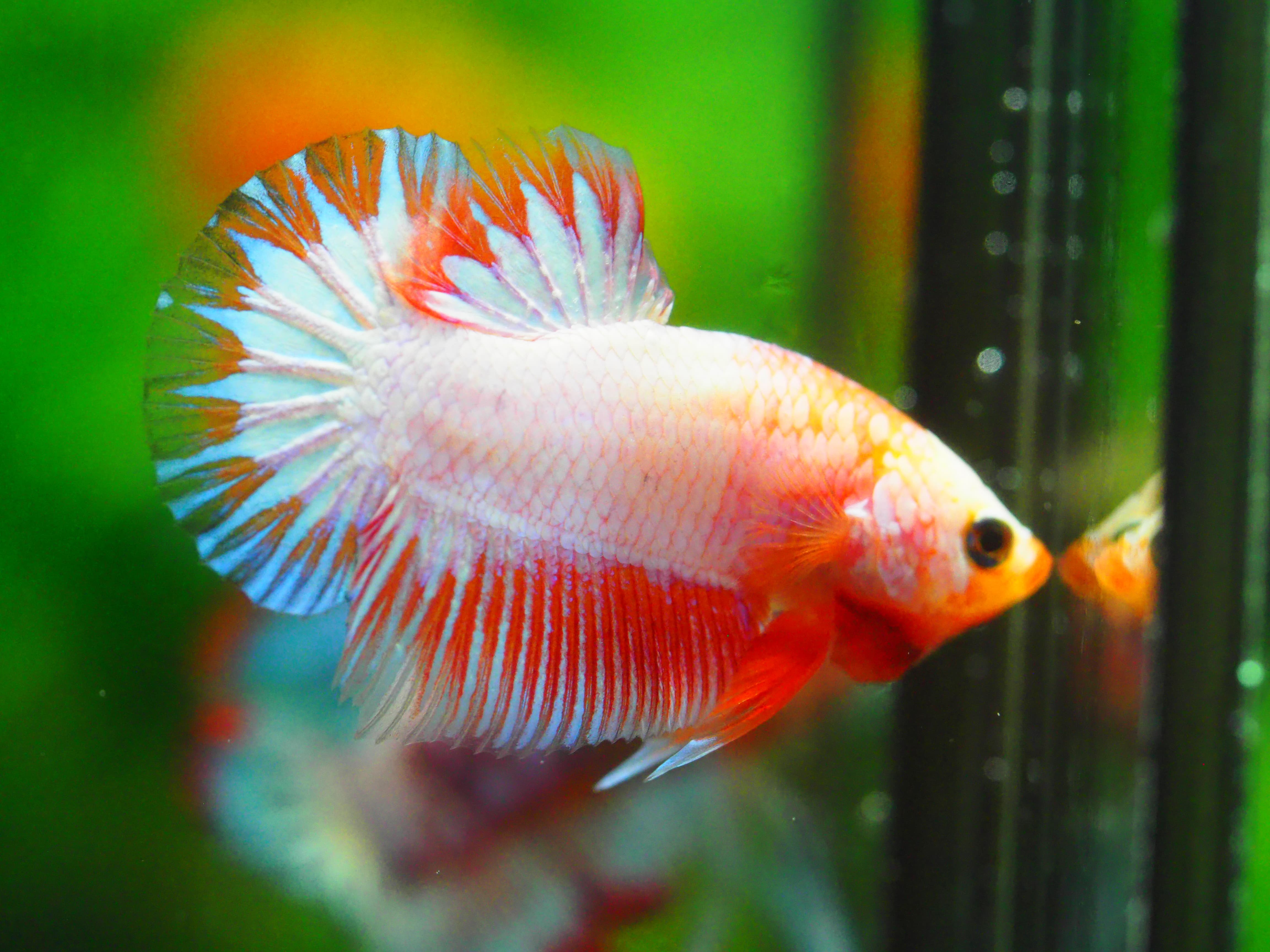 HMPK FANCY MALE GRADE A +++