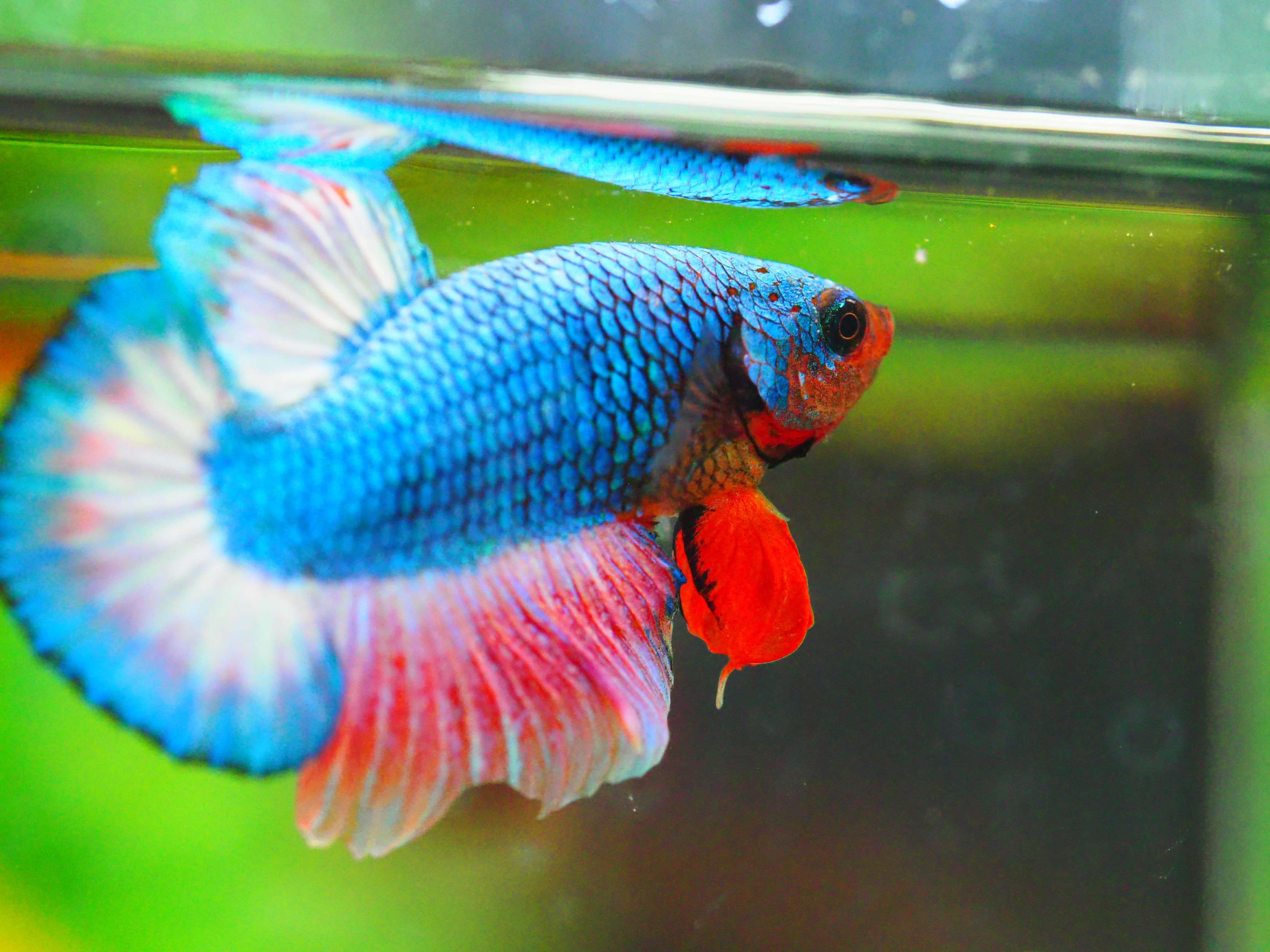 HMPK FANCY MALE GRADE A +++