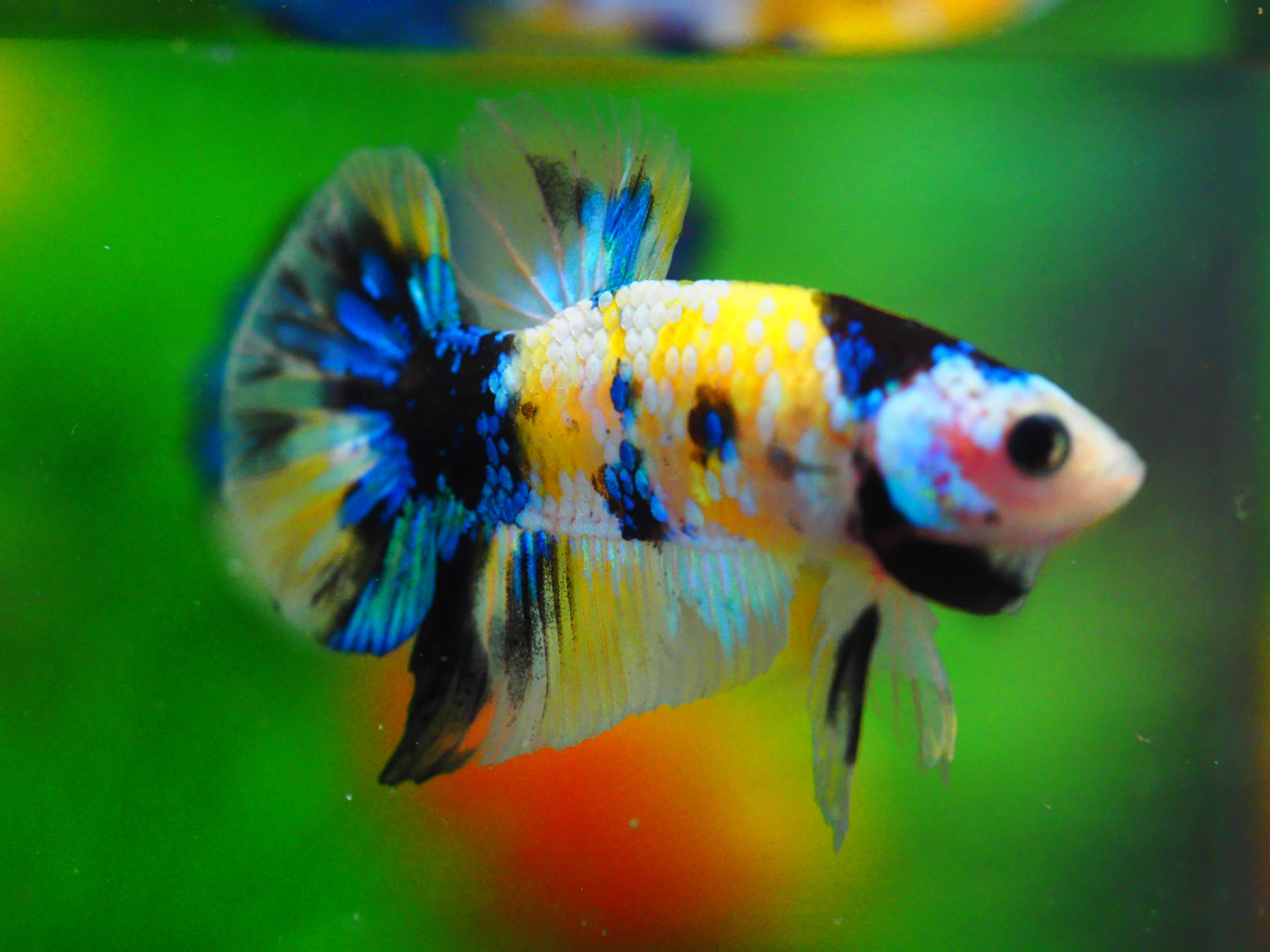 HMPK KOI YELLOW MALE GRADE A +++