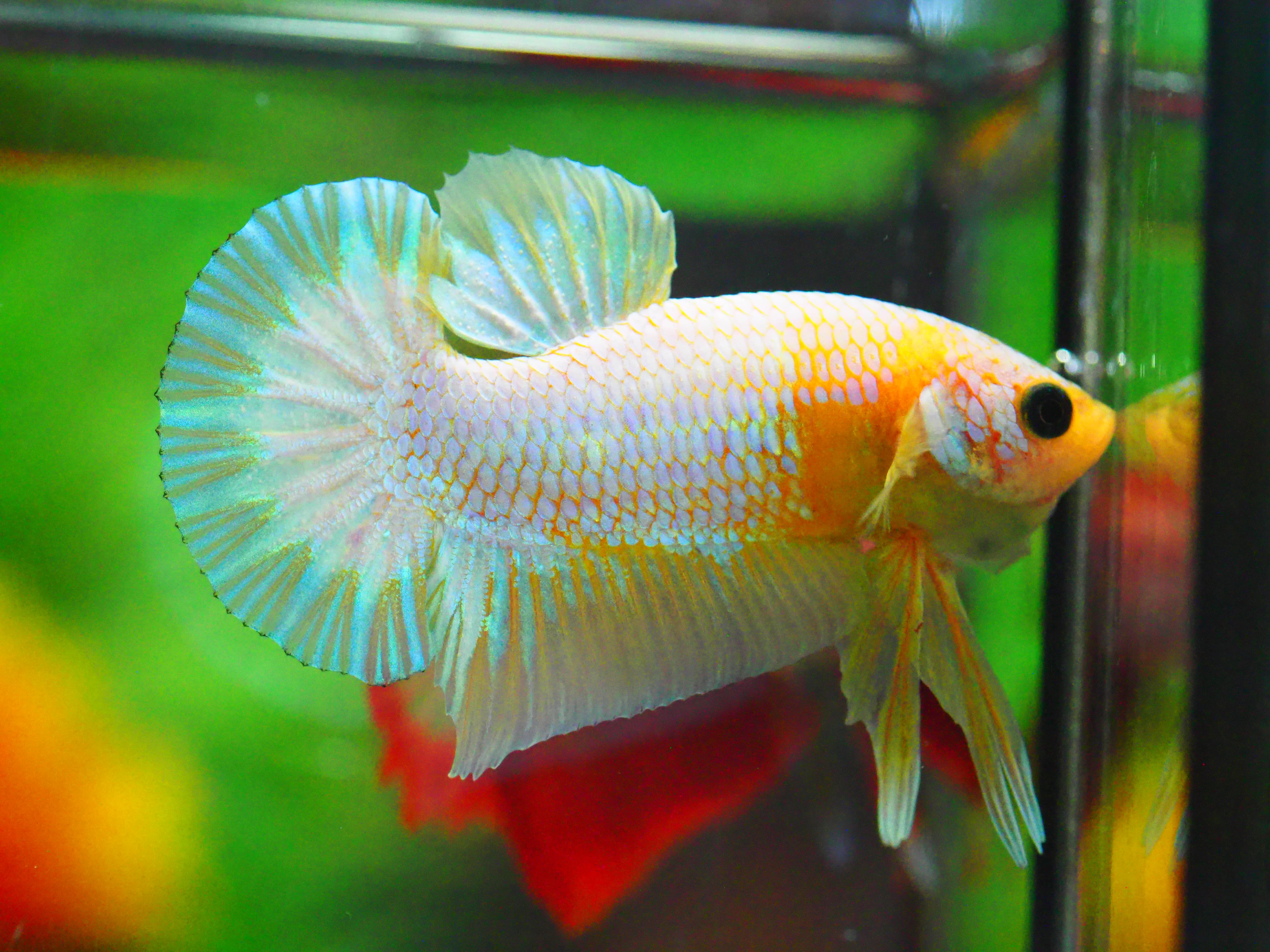 HMPK FANCY MALE GRADE A +++