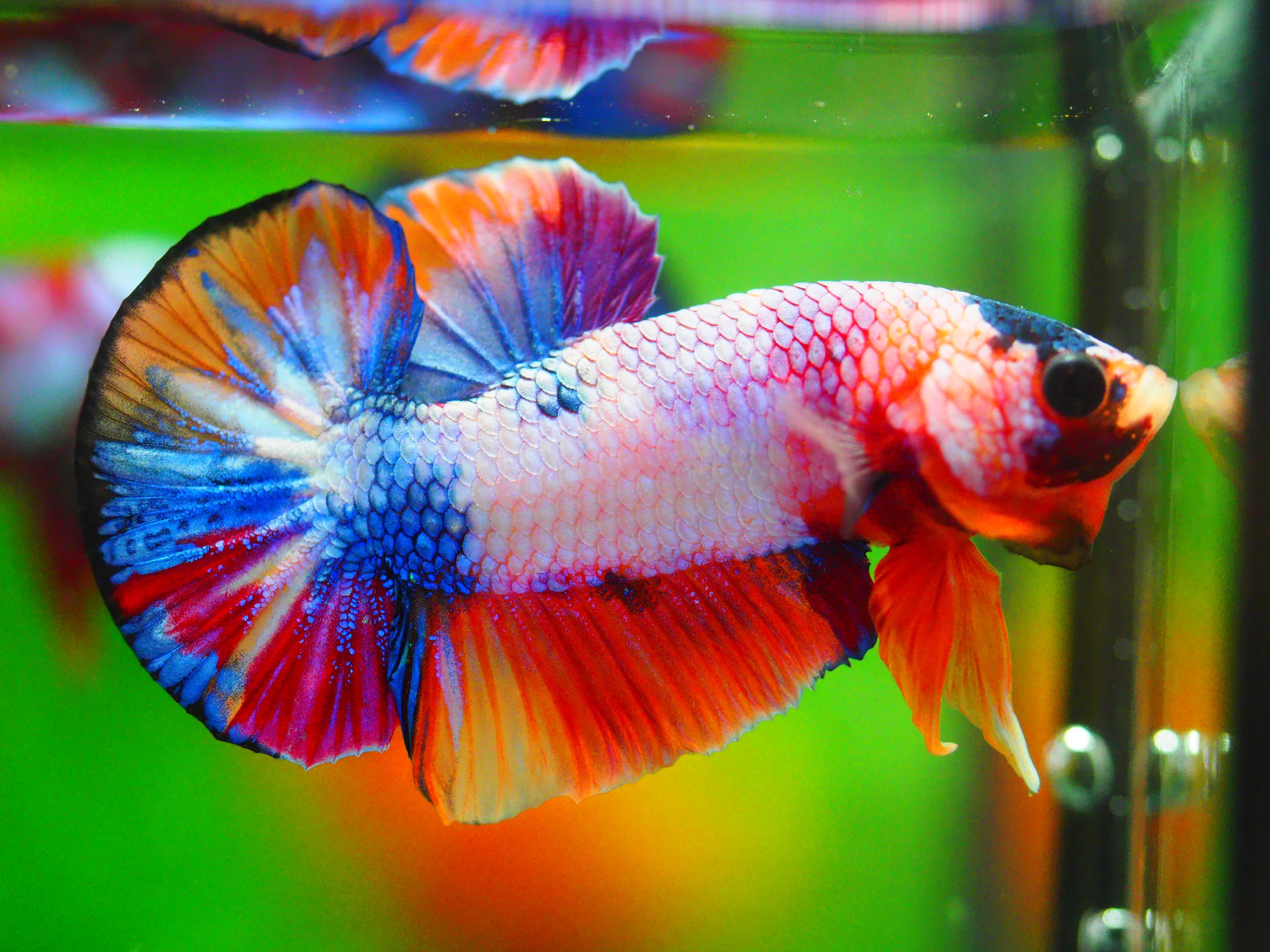 HMPK KOI FANCY MALE GRADE A +++