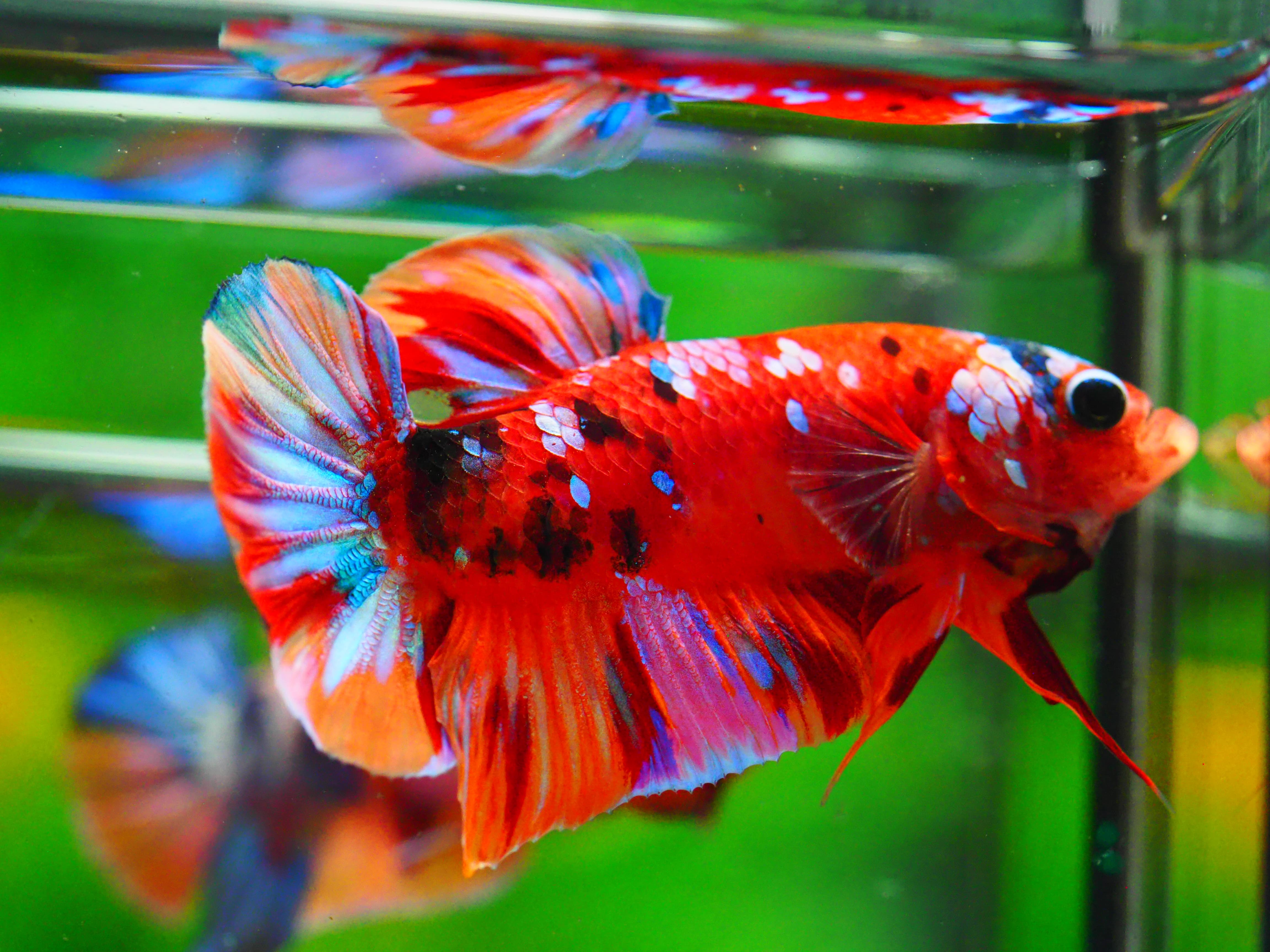 HMPK NONE GALAXY MALE GRADE A +++