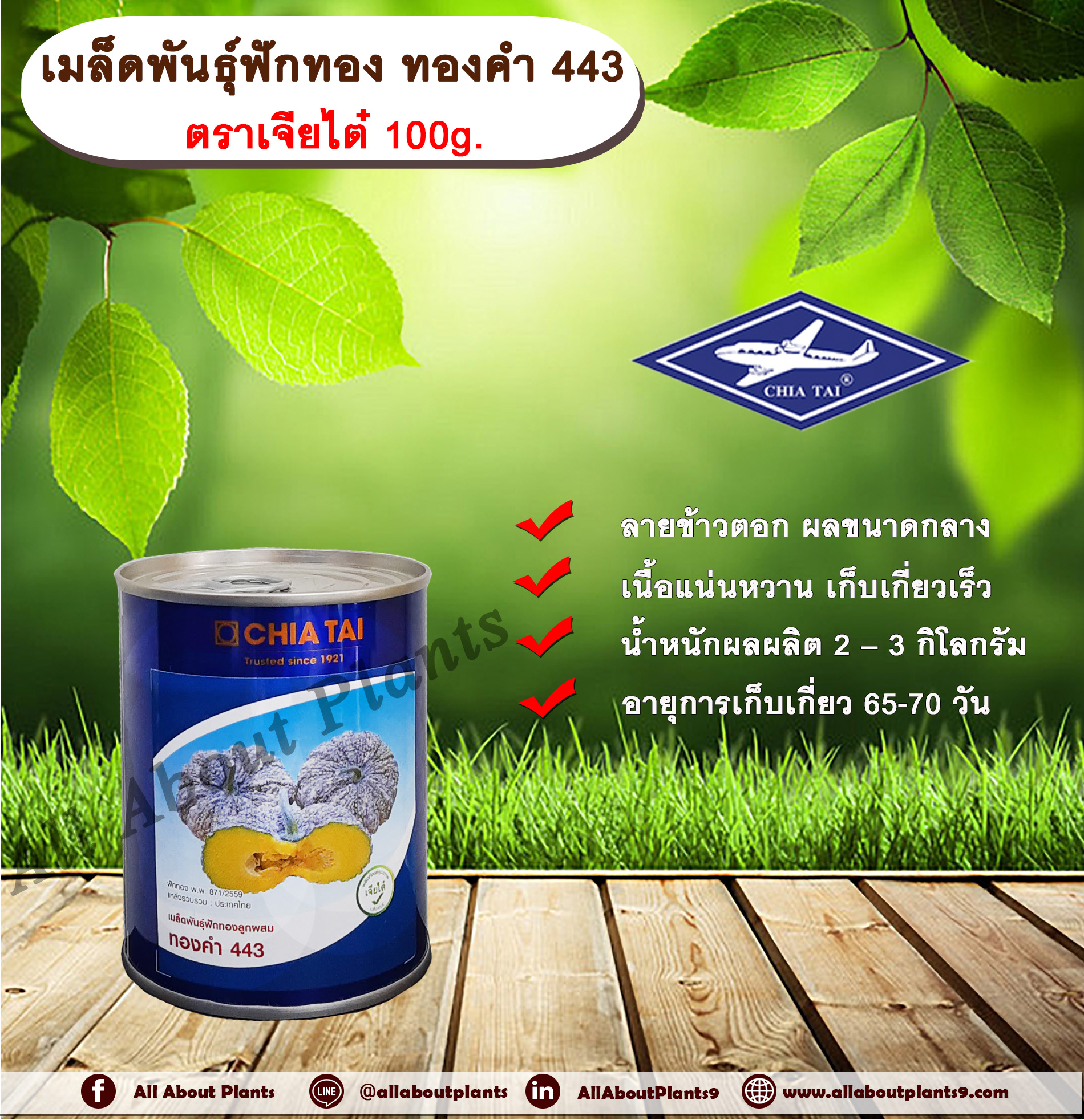 เมล็ดพันธุ์ฟักทอง ทองคำ 443 ตราเจียไต๋ 100g. เมล็ดพันธุ์ เมล็ดพันธุ์ผัก เมล็ดพันธุ์พืช เมล็ดพันธุ์ฟักทอง ลายข้าวตอก ผลขนาดกลาง เนื้อแน่นหวาน เก็บเกี่ยวเร็ว allaboutplants ชิ้น