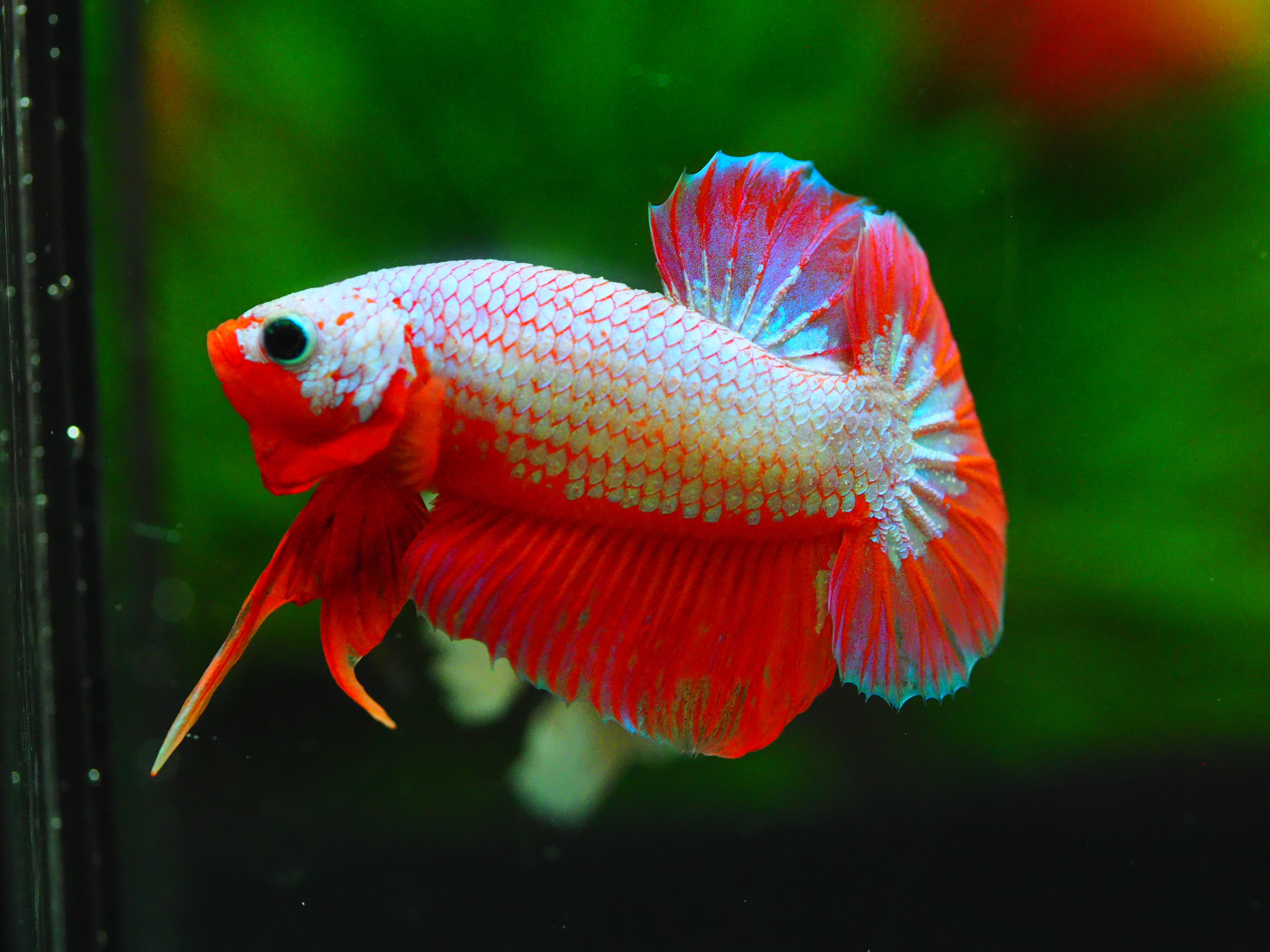 HMPK FANCY MALE GRADE A+++