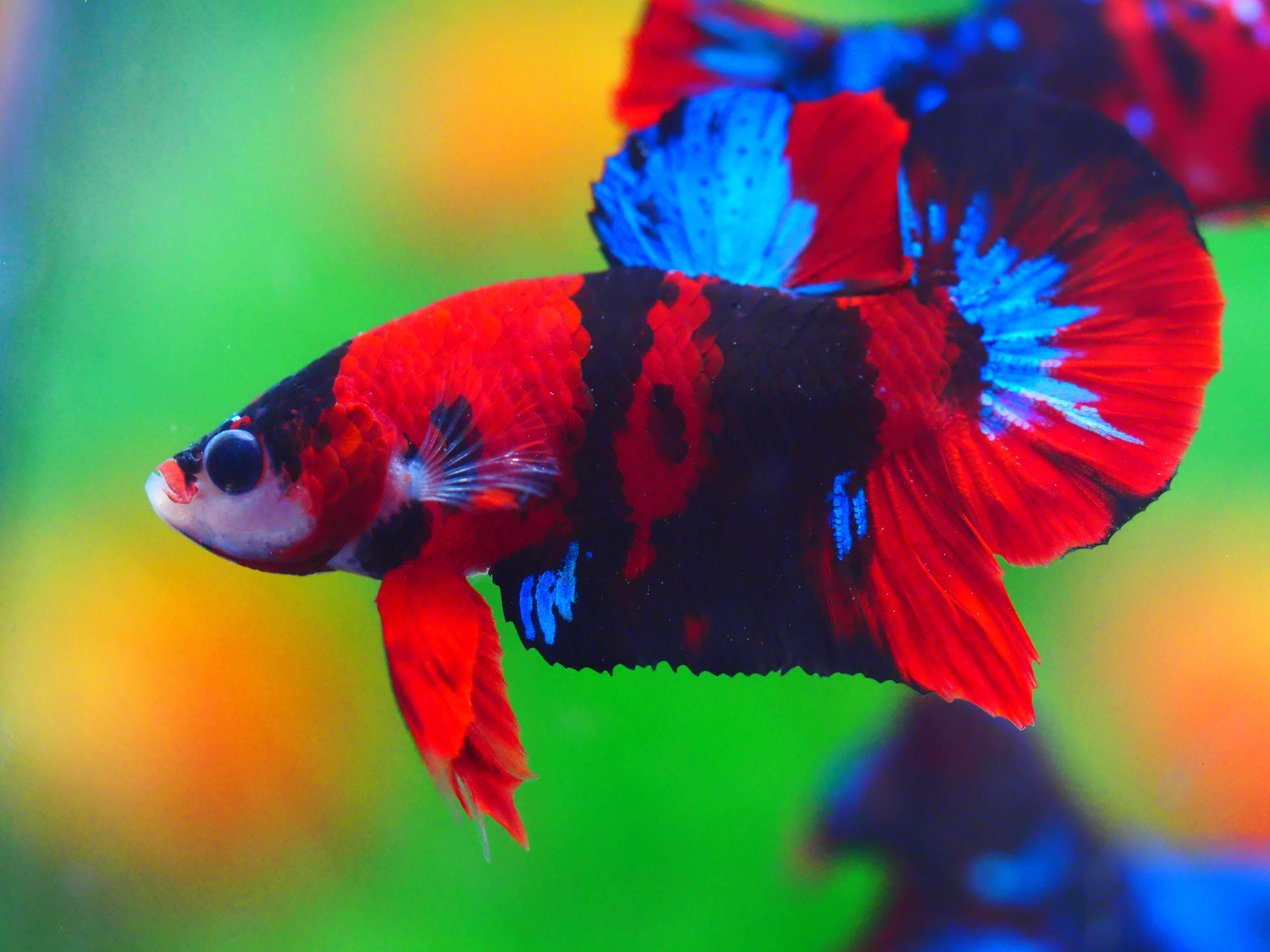 HMPK KOI GALAXY MALE GRADE A +++