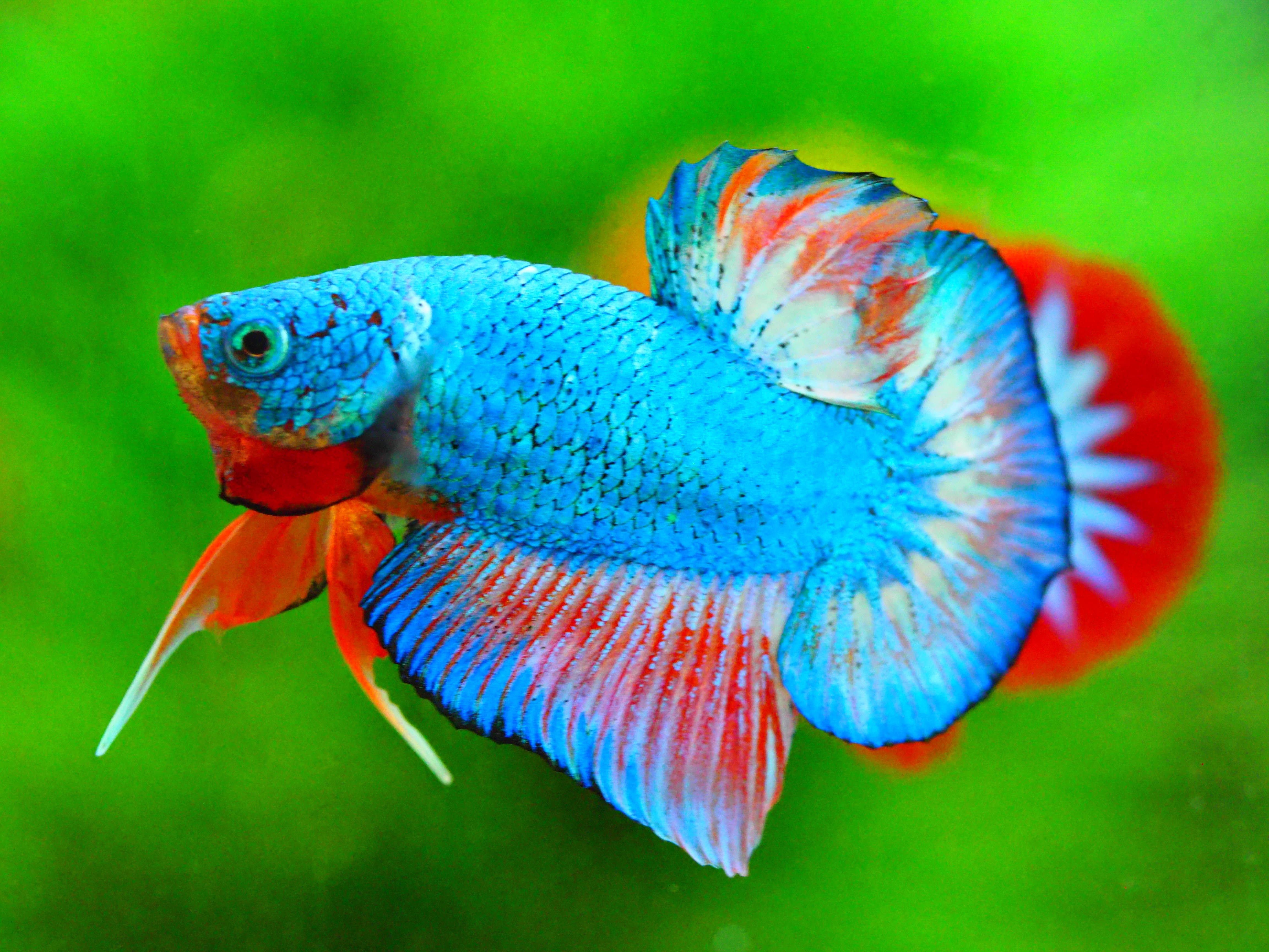 HMPK FANCY MALE GRADE A +++