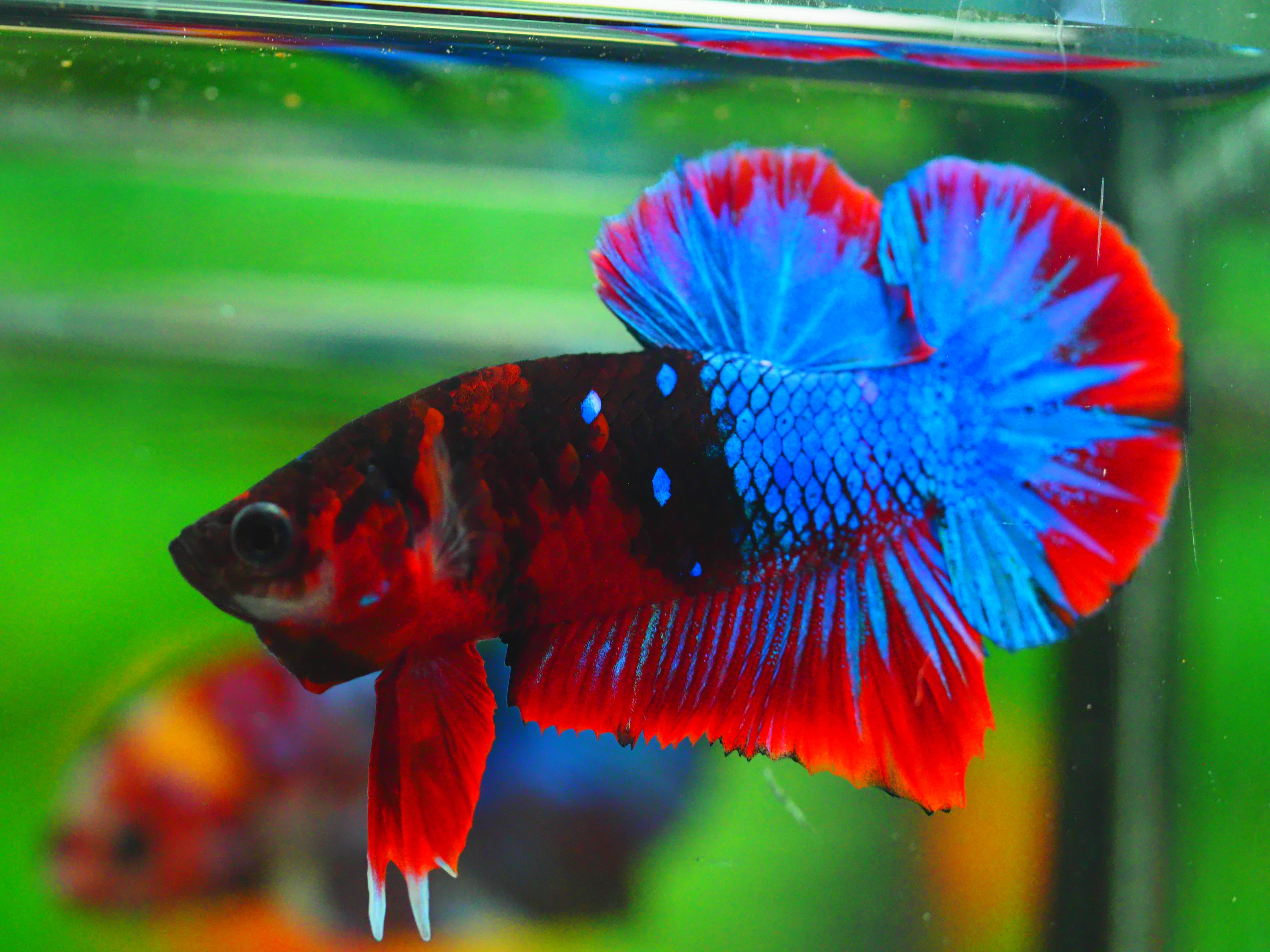 HMPK KOI GALAXY MALE GRADE A +++