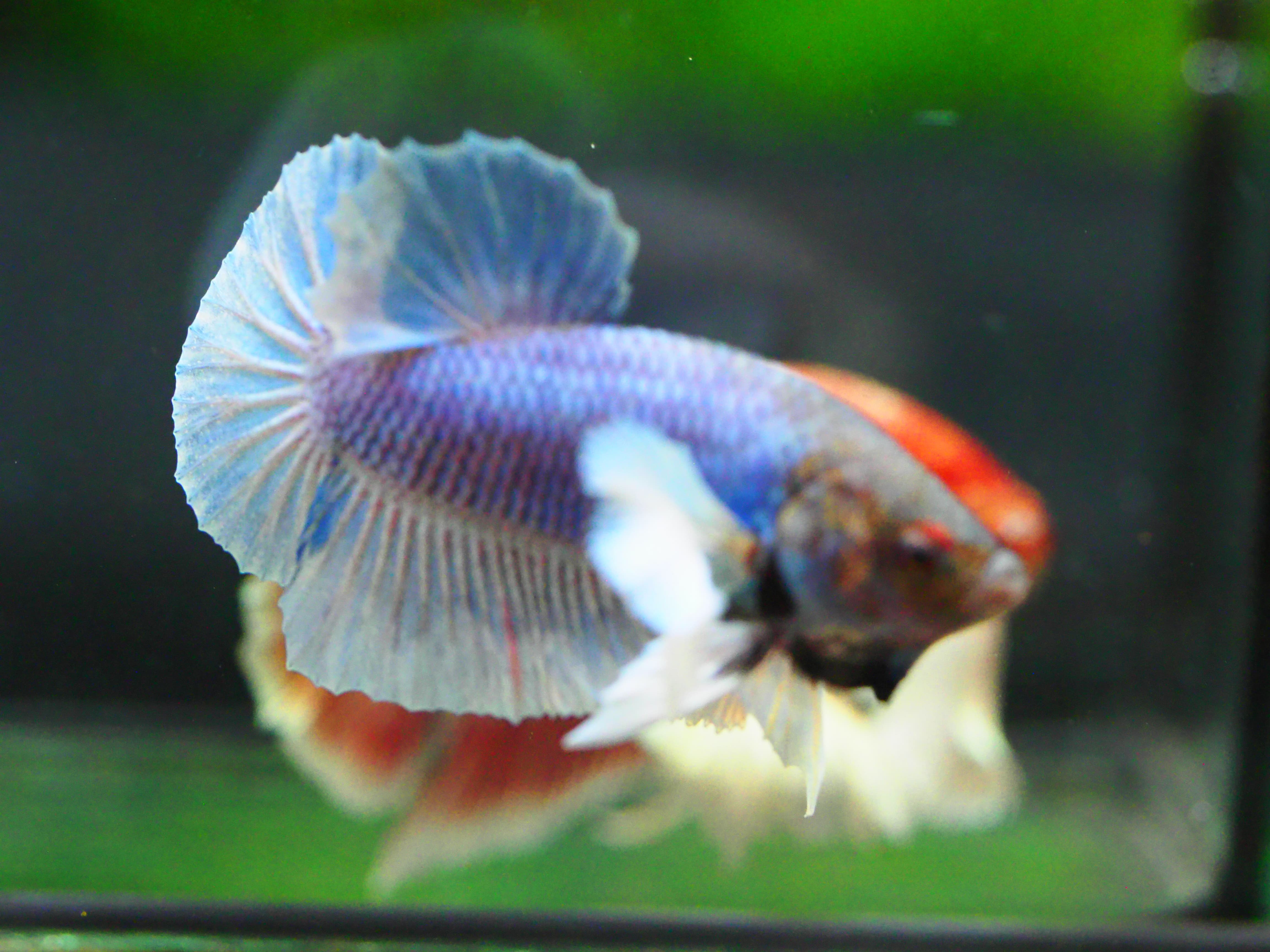 HMPK DUMBO MALE GRADE A +++