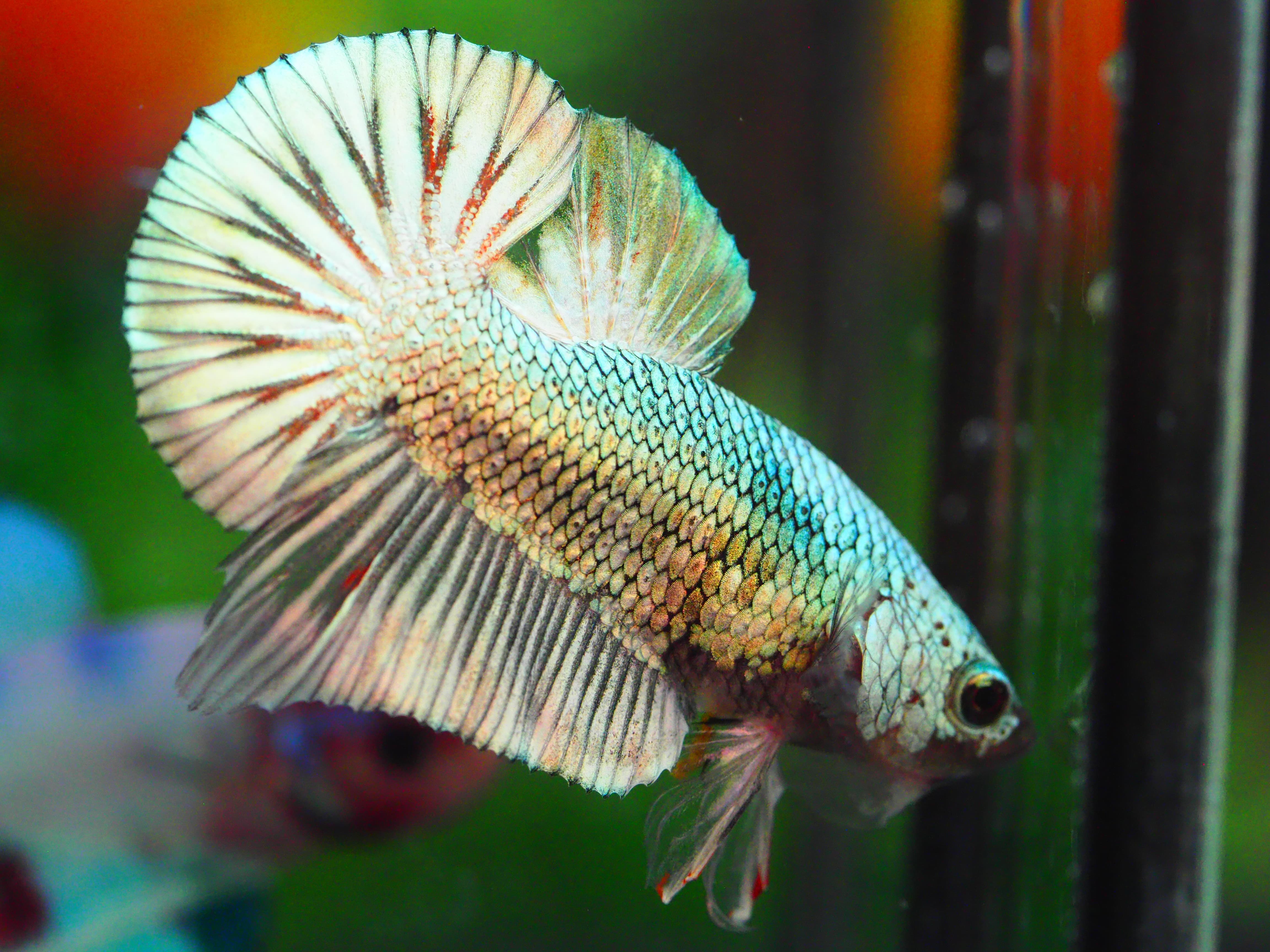 HMPK COPPER MALE GRADE A +++