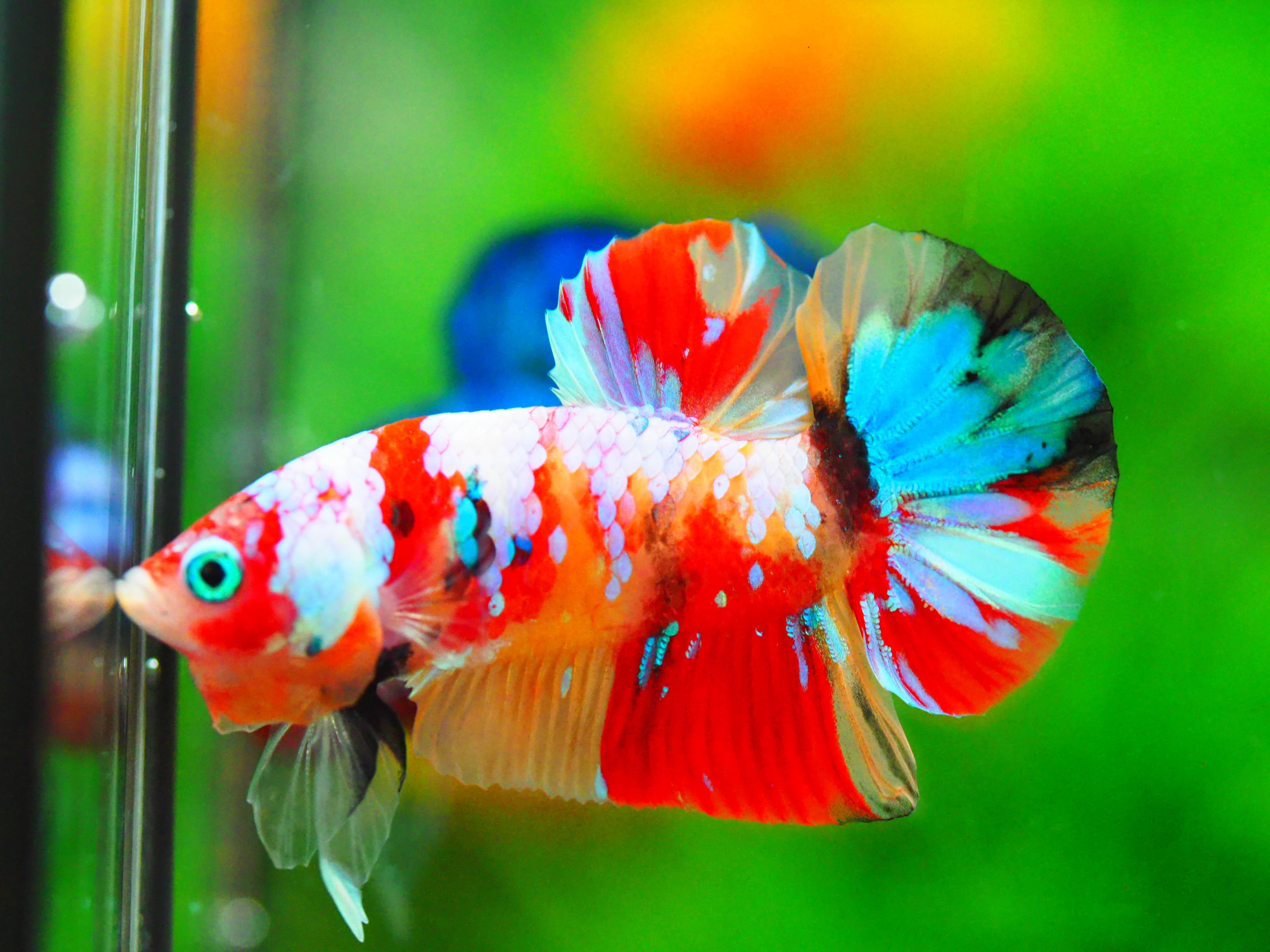 HMPK NEMO GALAXY MALE GRADE A +++