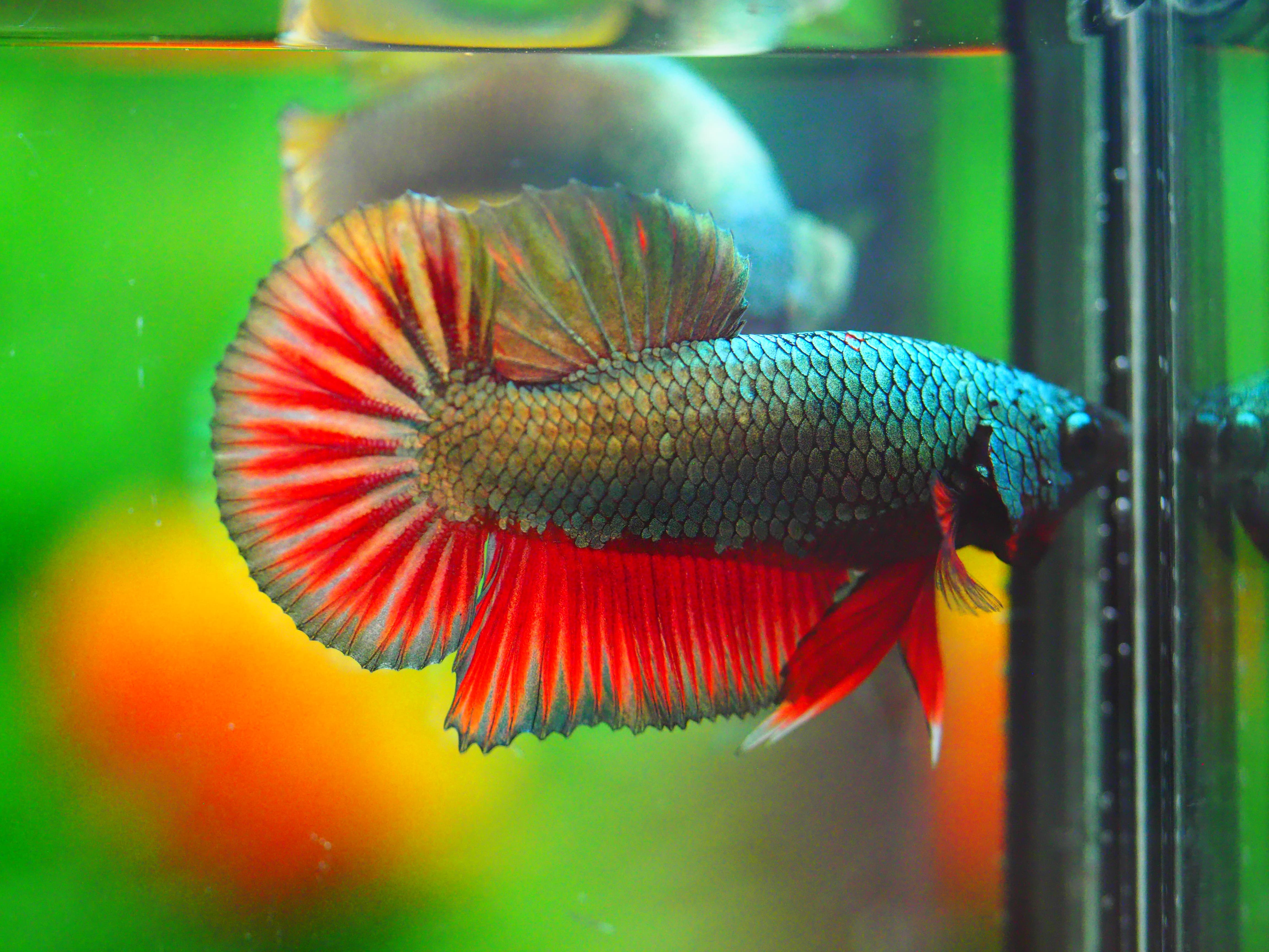 HMPK COPPRE MALE GRADE A +++