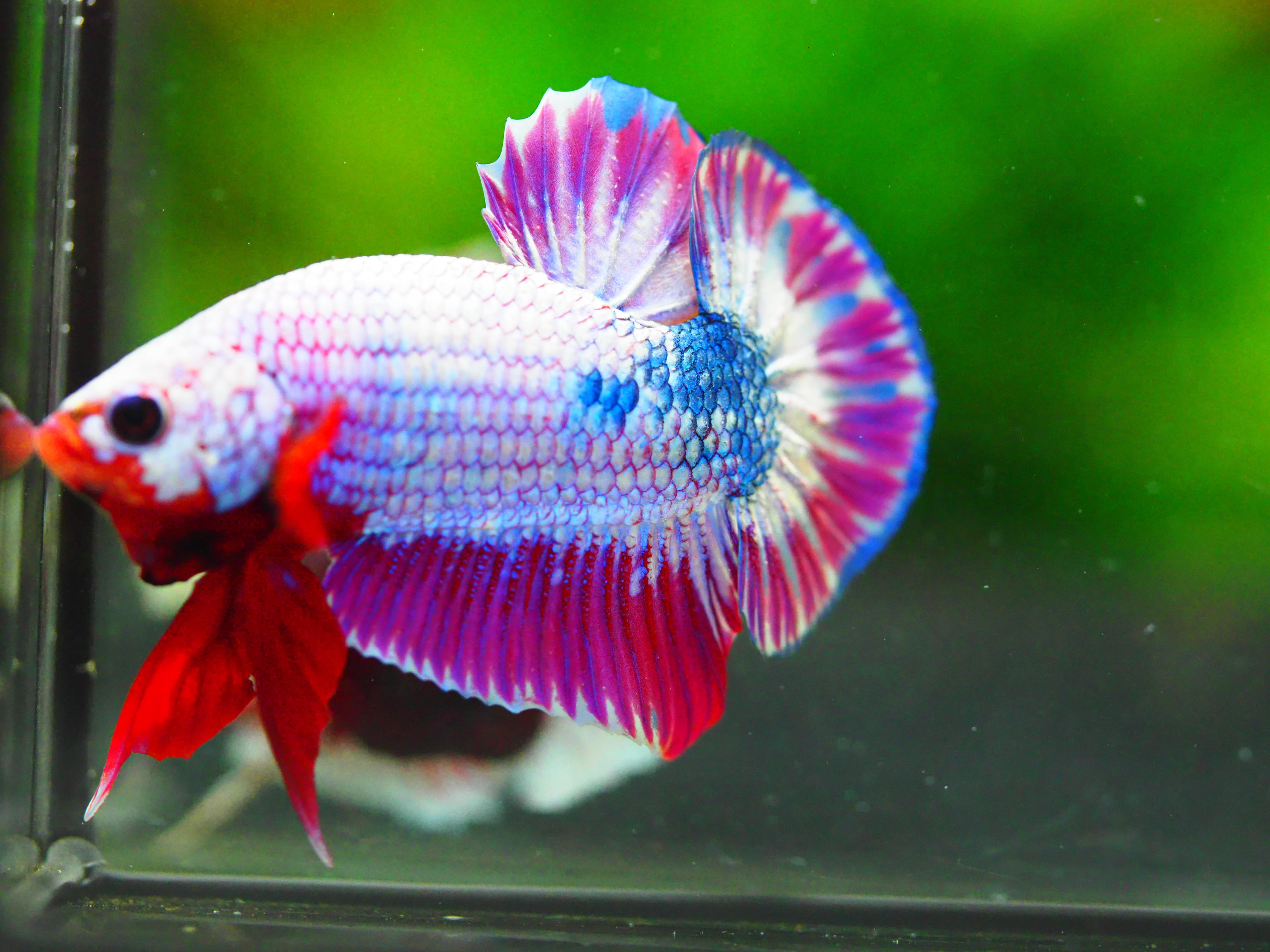 HMPK FANCY MALE GRADE A +++