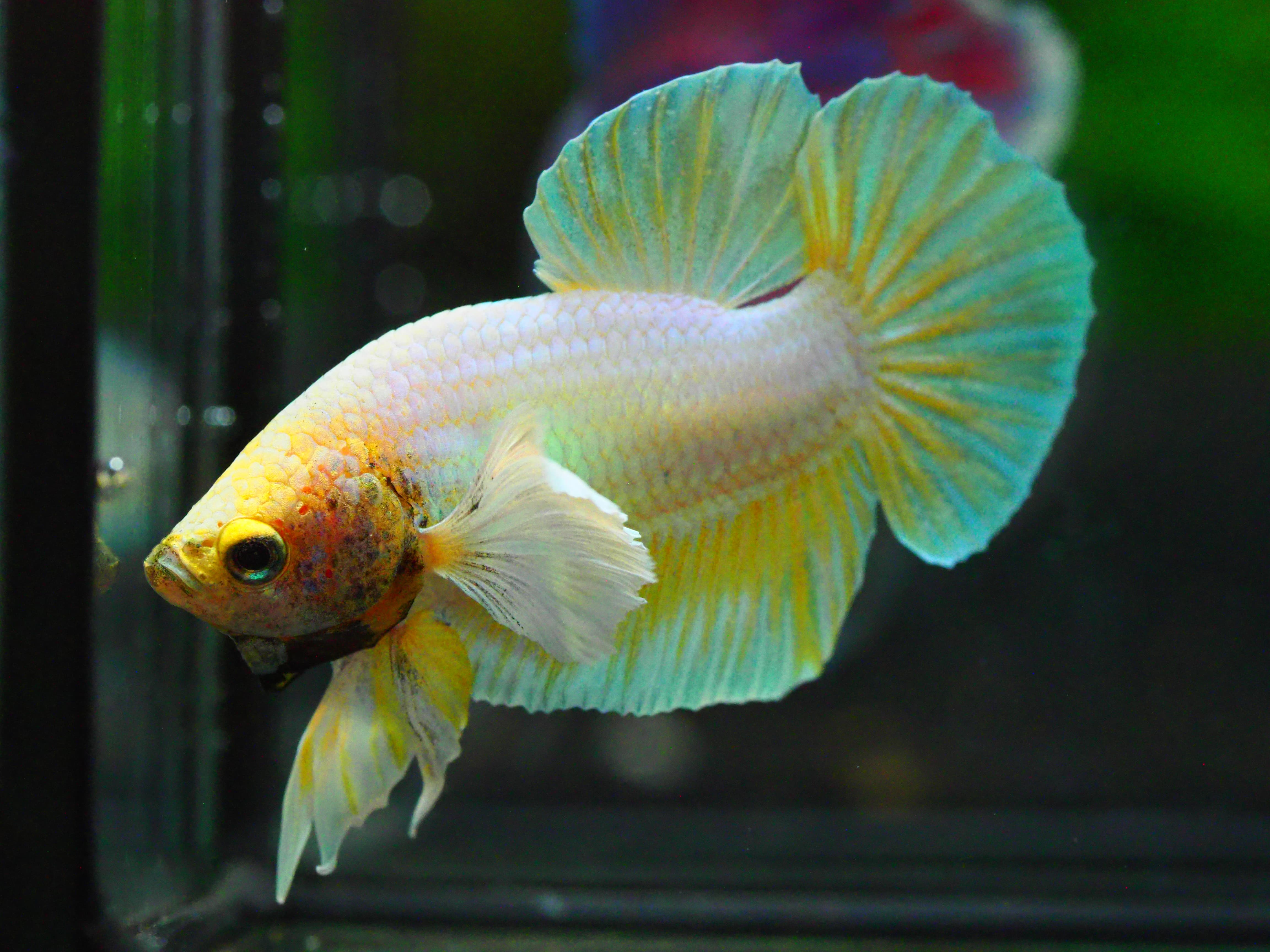 HMPK DUMBO MALE GRADE A +++