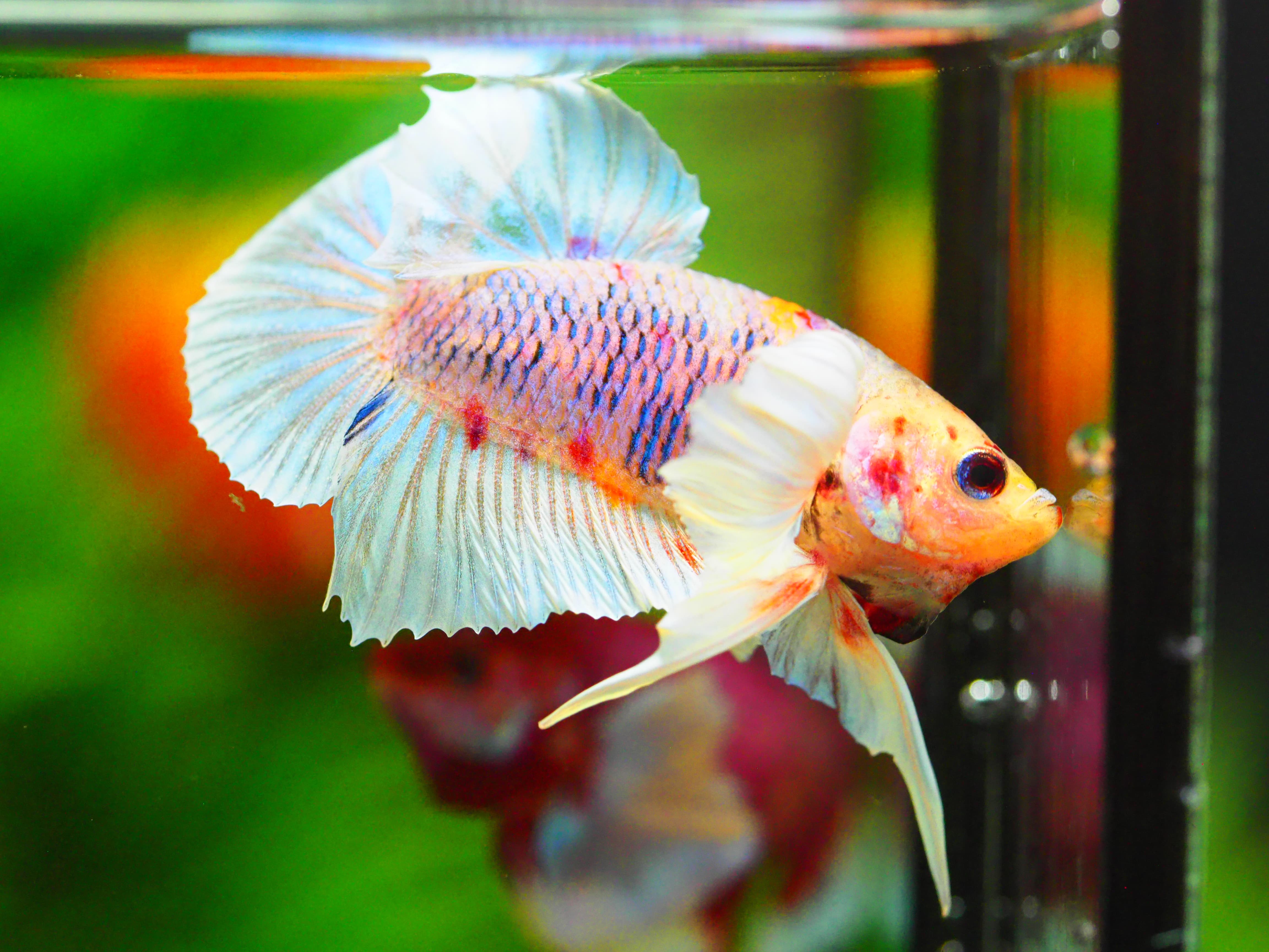 HMPK DUMBO MALE GRADE A +++