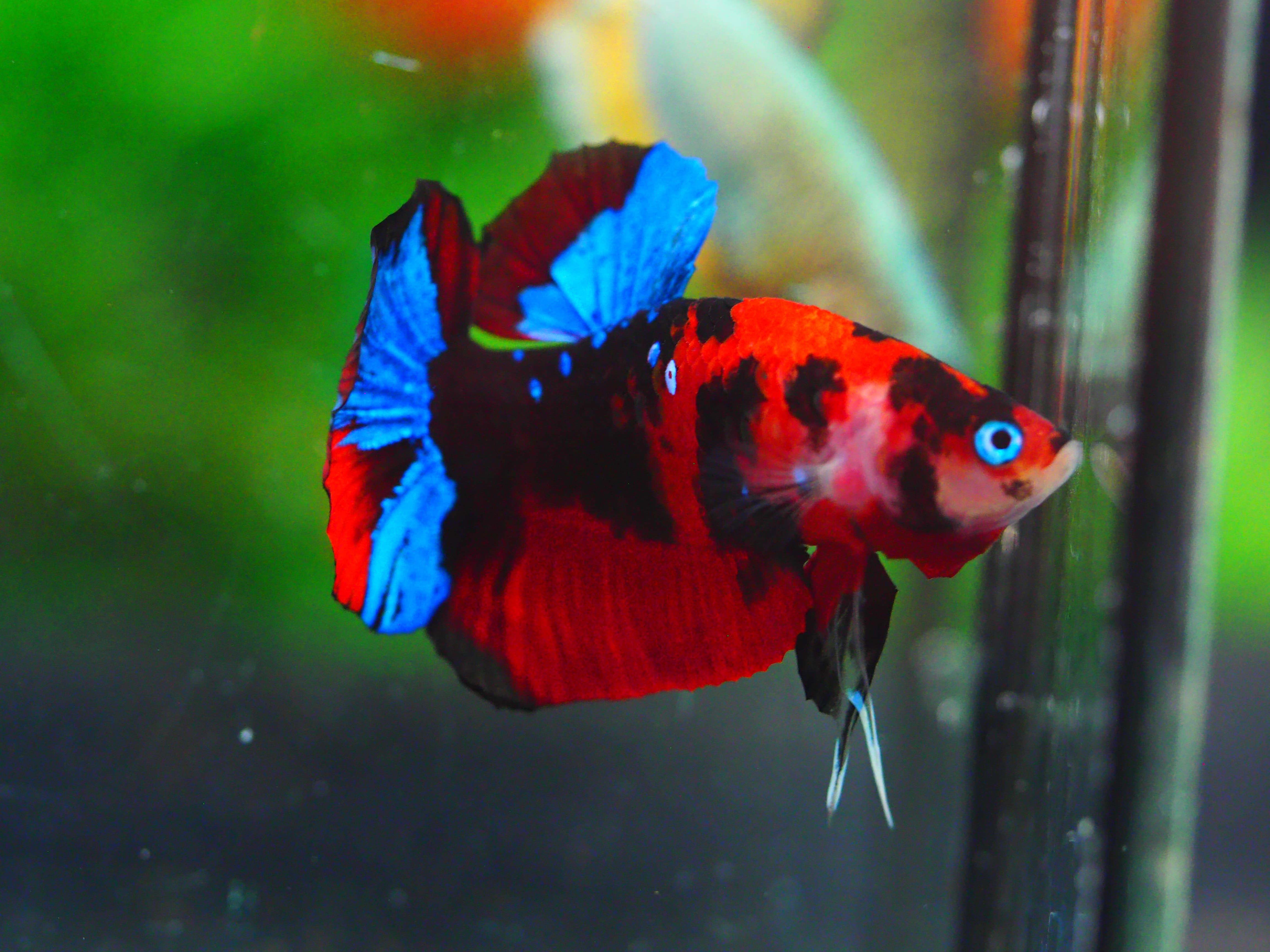 HMPK KOI GALAXY MALE GRADE A +++