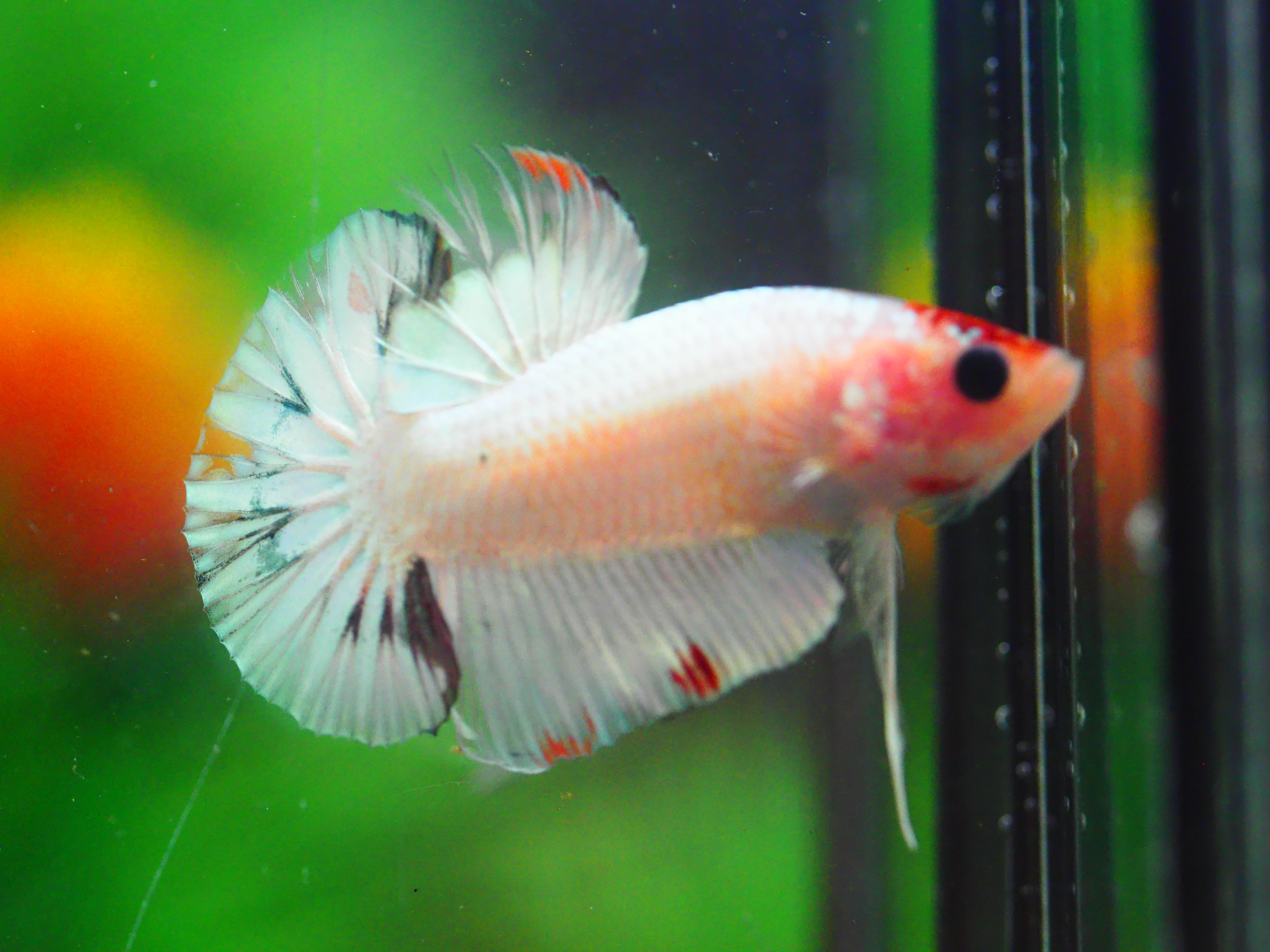 HMPK FANCY MALE GRADE A +++