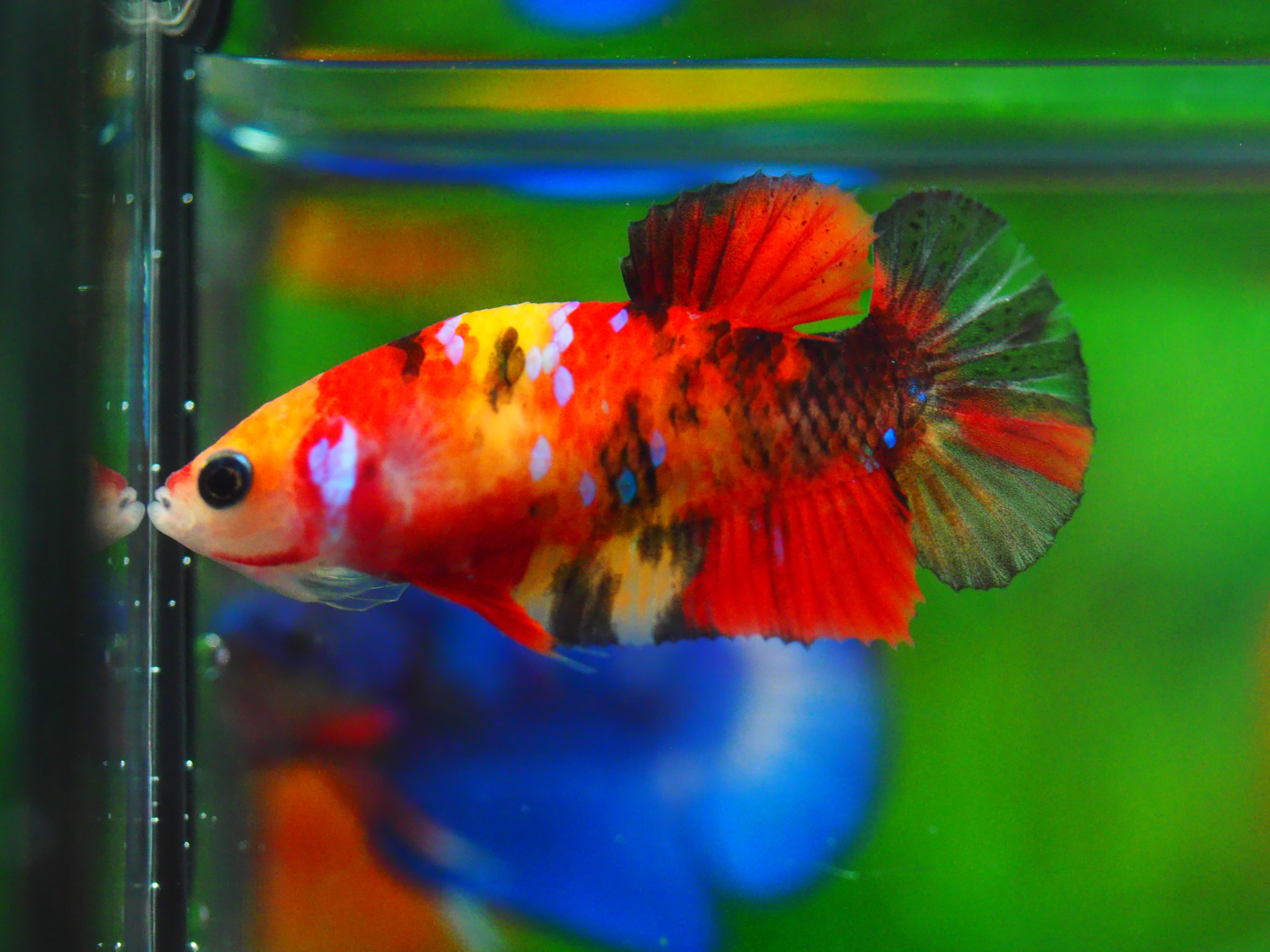 HMPK KOI GLAXY GRADE A++ FEMALE