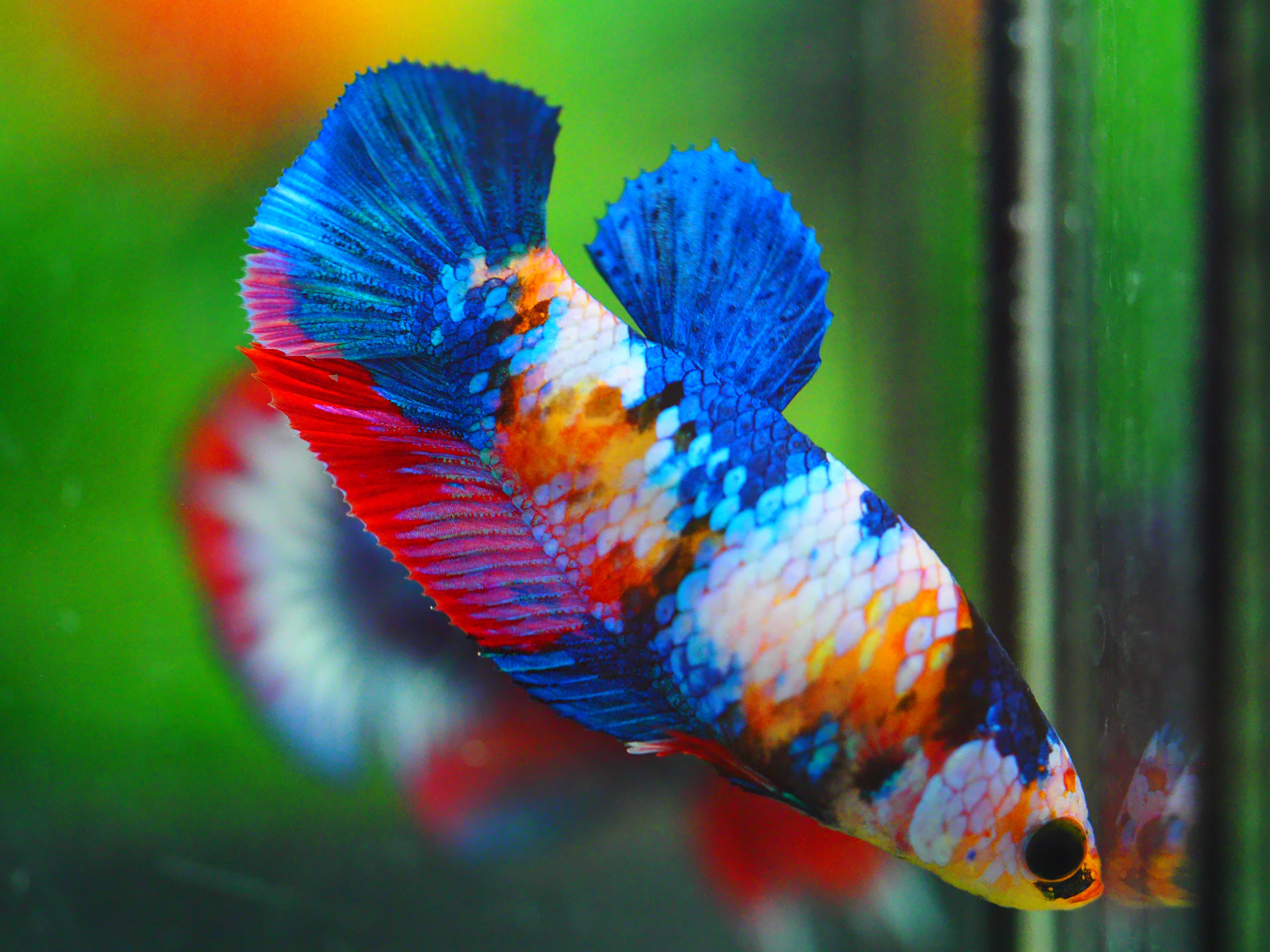 HMPK KOI GALAXY FNMALE GRADE A +++