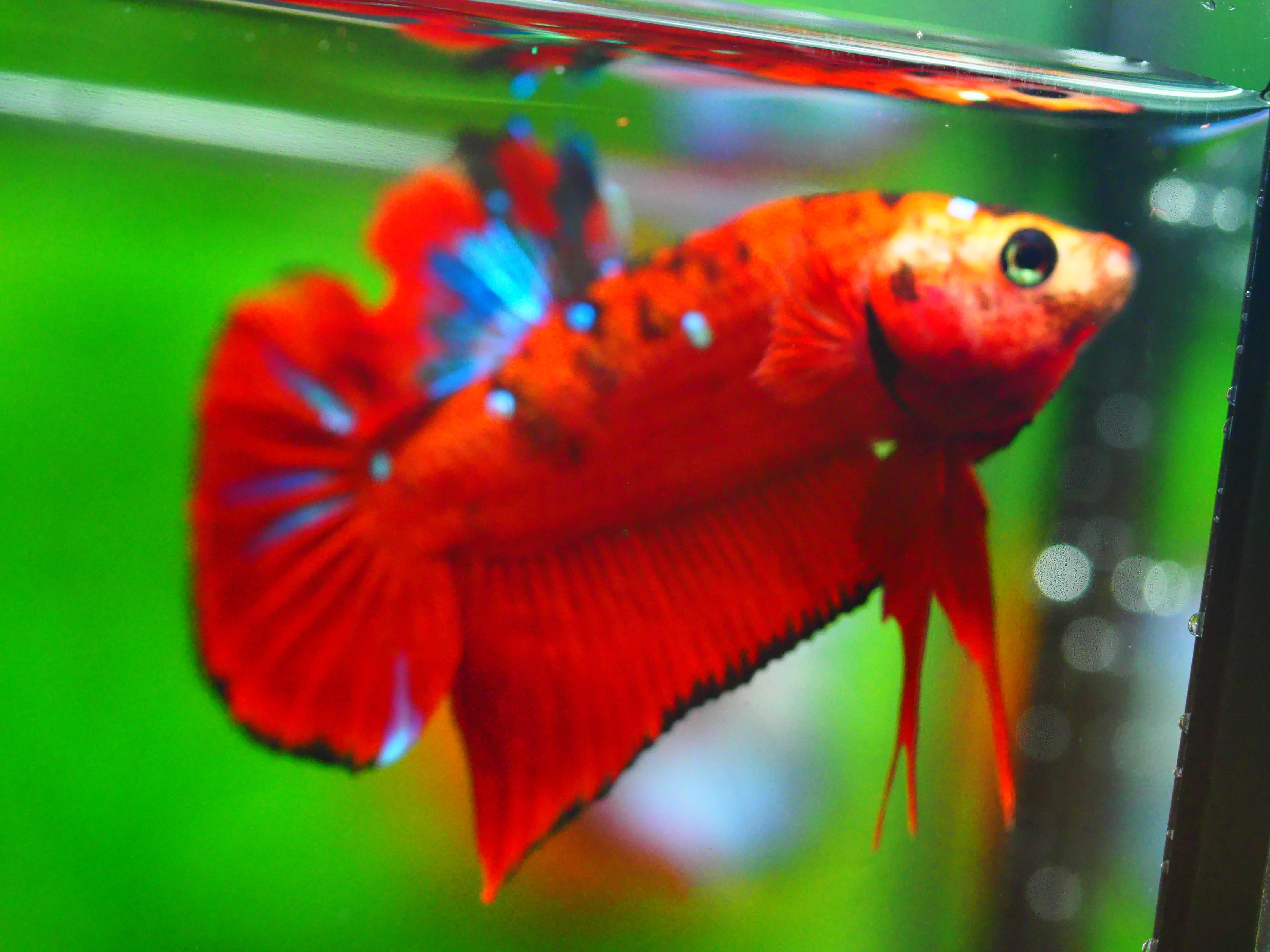 HMPK KOI GALAXY MALE GRADE A +++