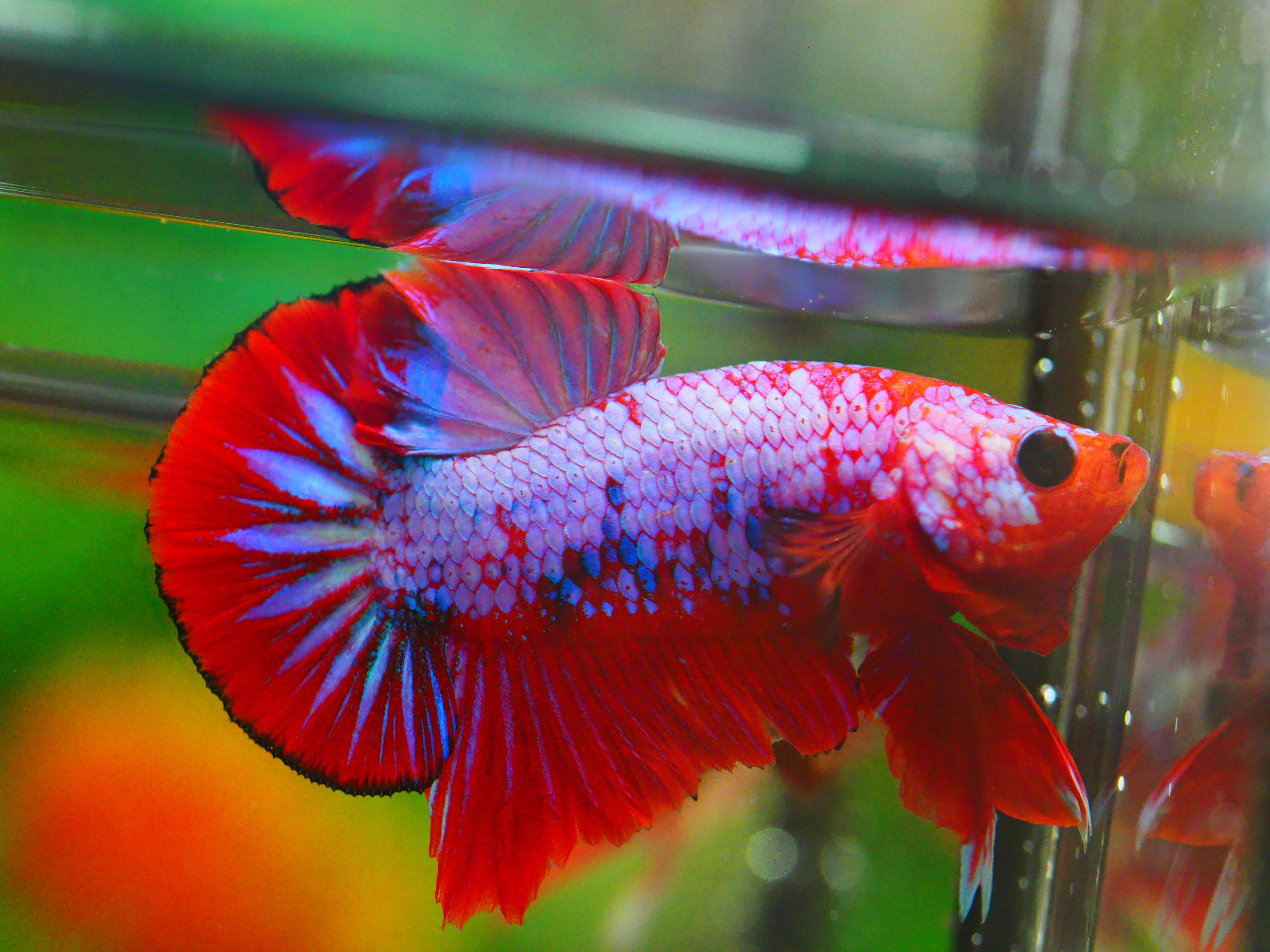 HMPK FANCY MALE GRADE A +++