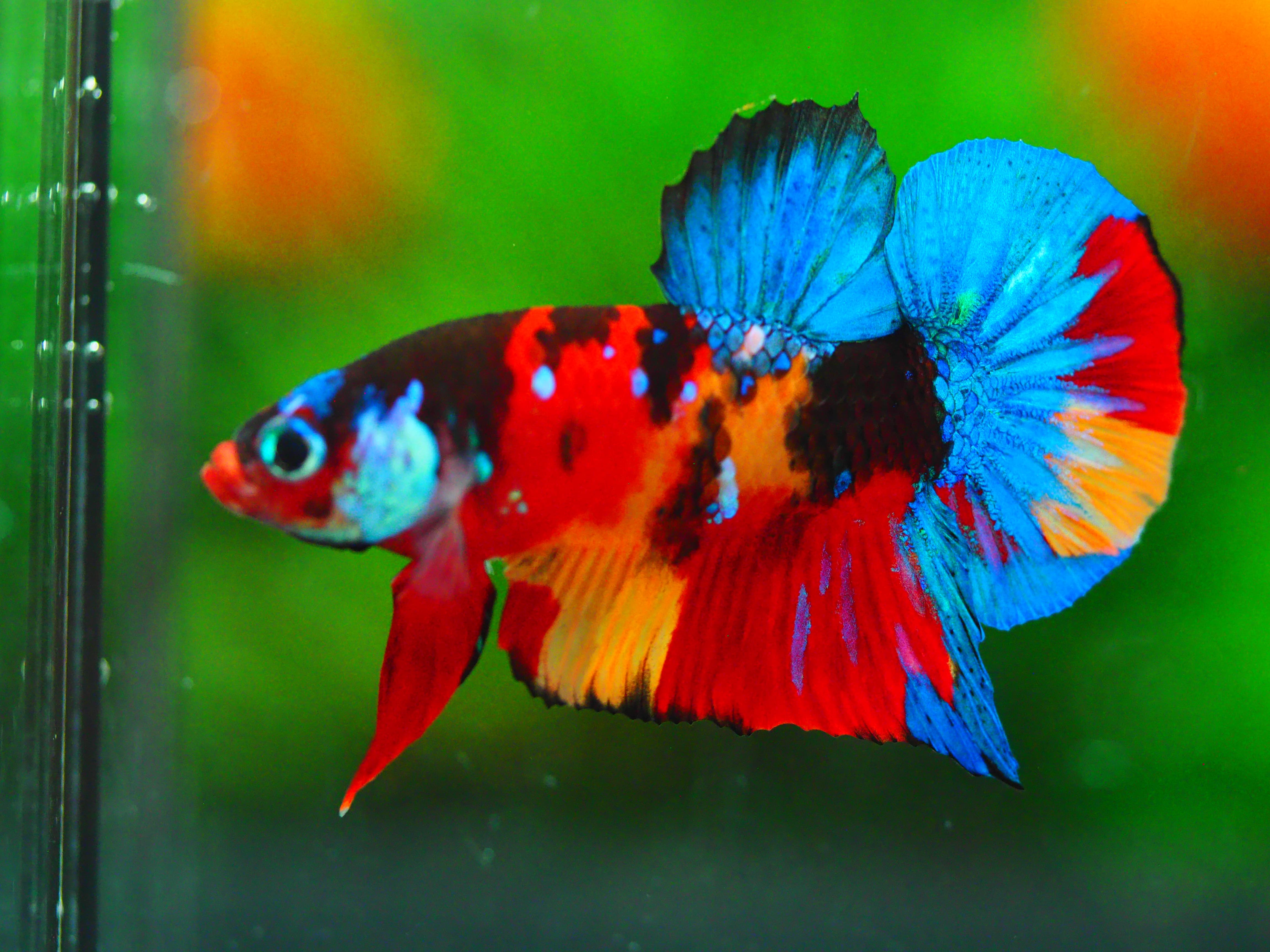 HMPK NEMO GALAXY MALE GRADE A +++