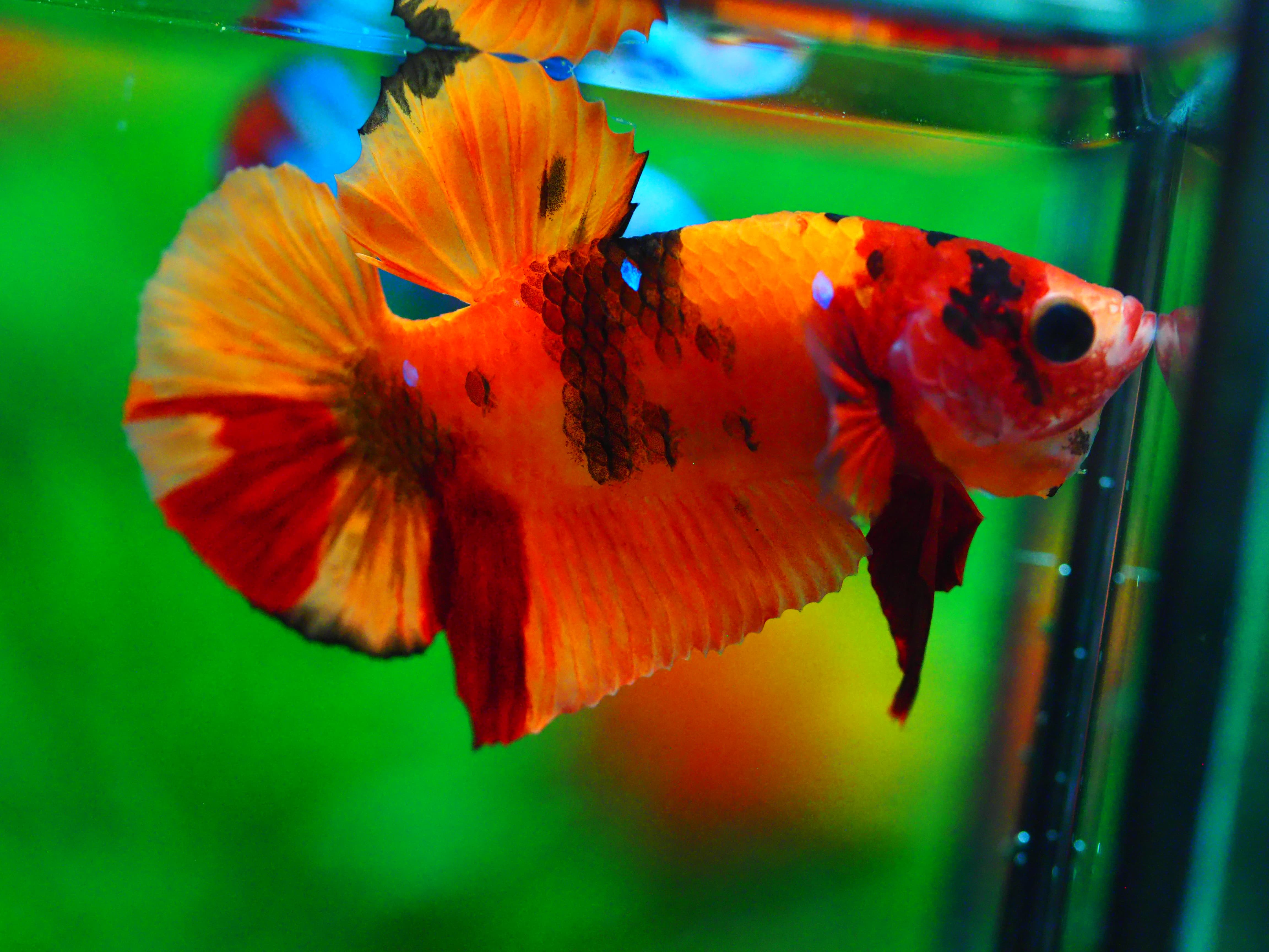 HMPK NEMO MALE GRADE A +++