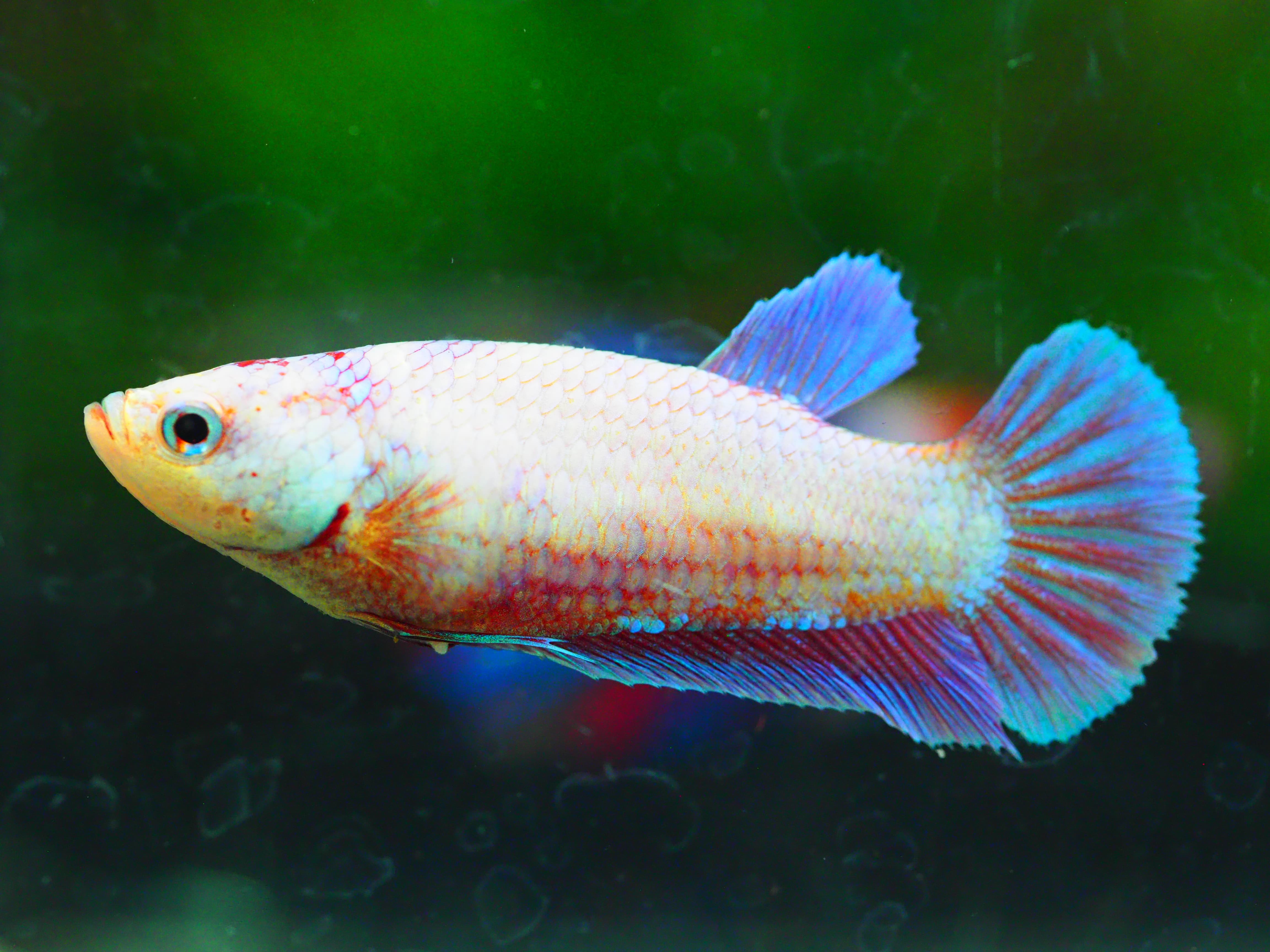 HMPK FANCYFN MALE GRADE A +++