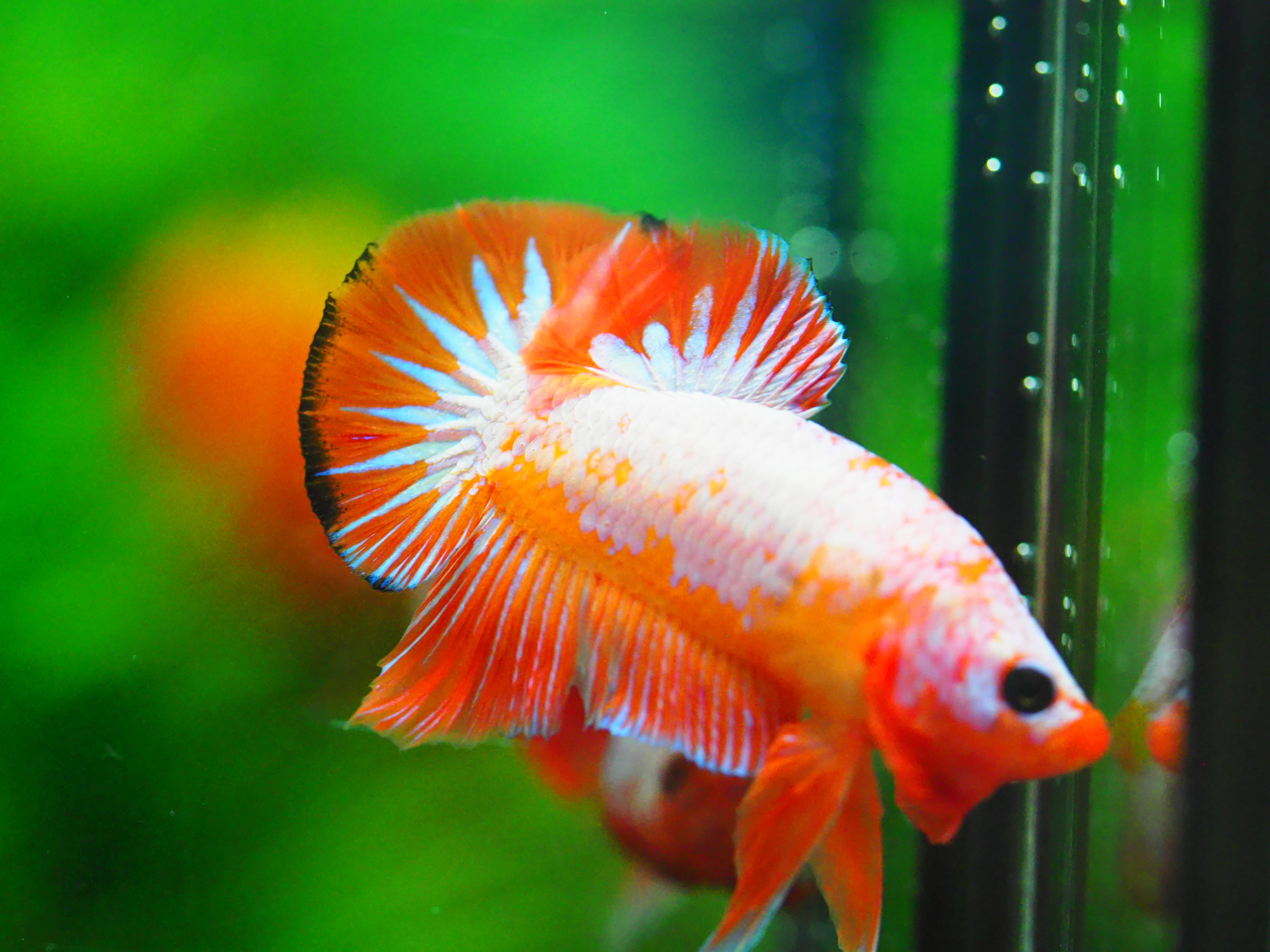 HMPK FANCY MALE GRADE A +++