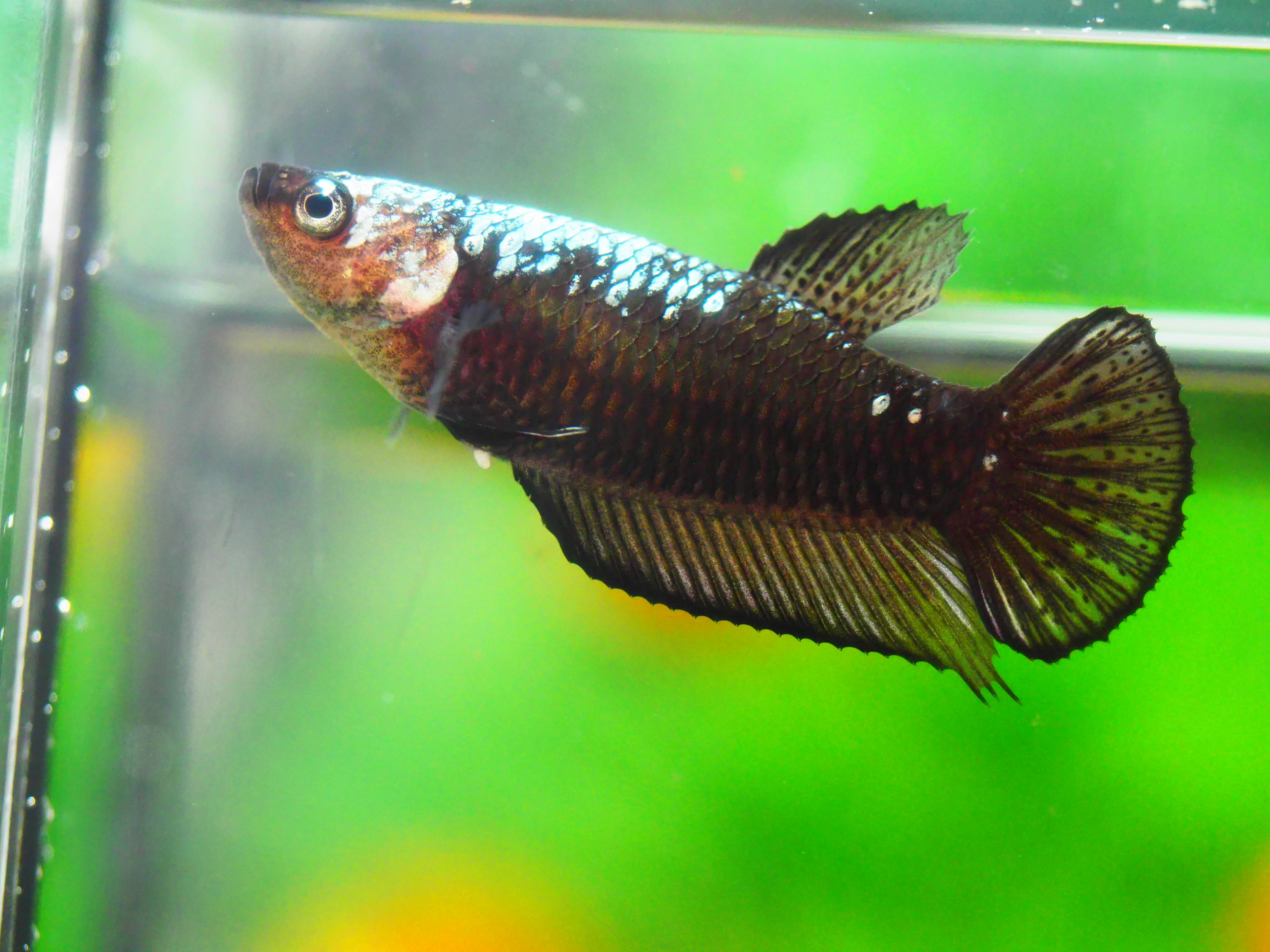 HMP BLACK SAMURAI FN MALE GRADE A +++