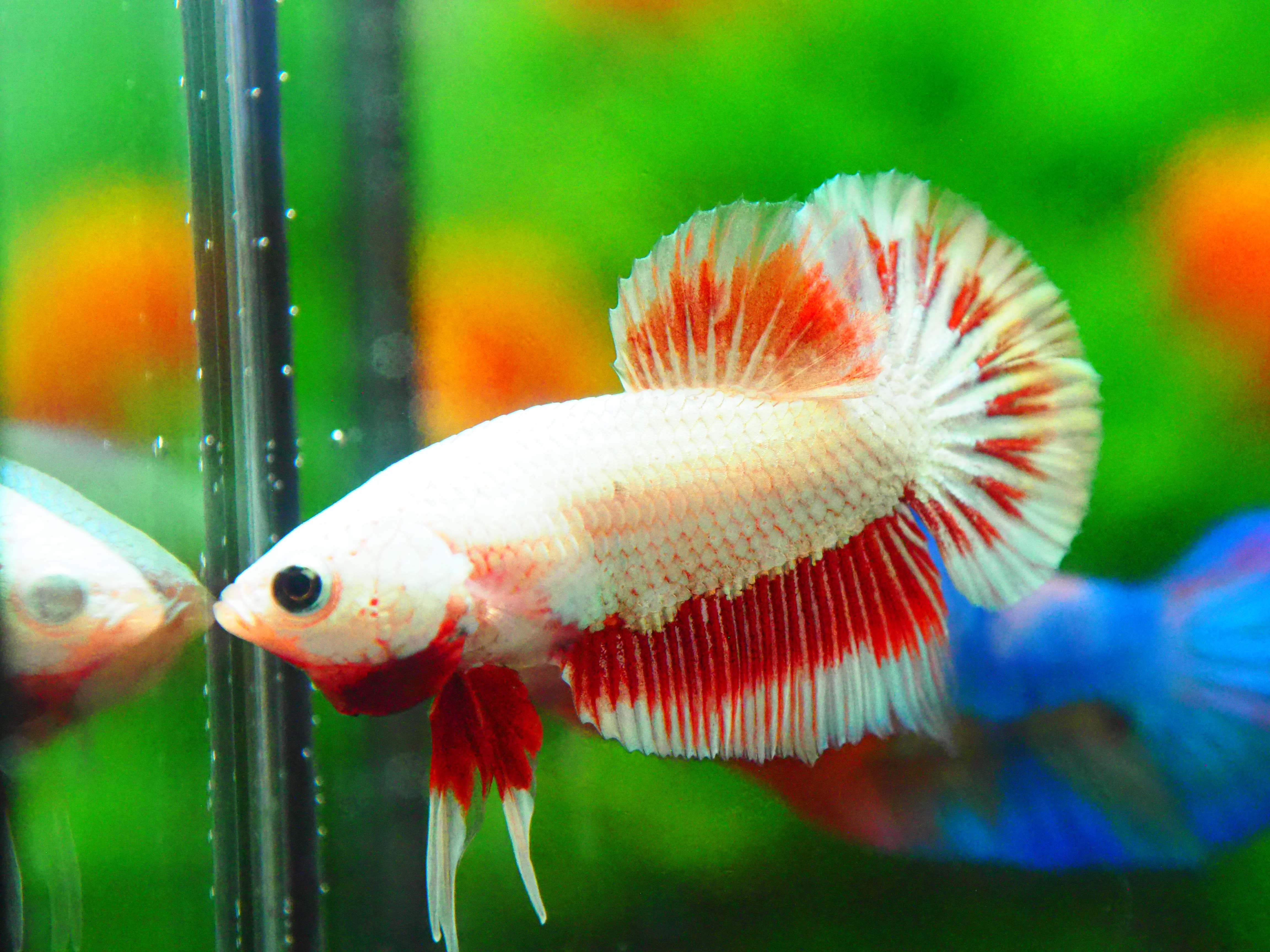 HMPK COPPER FANCY MALE GRADE A +++
