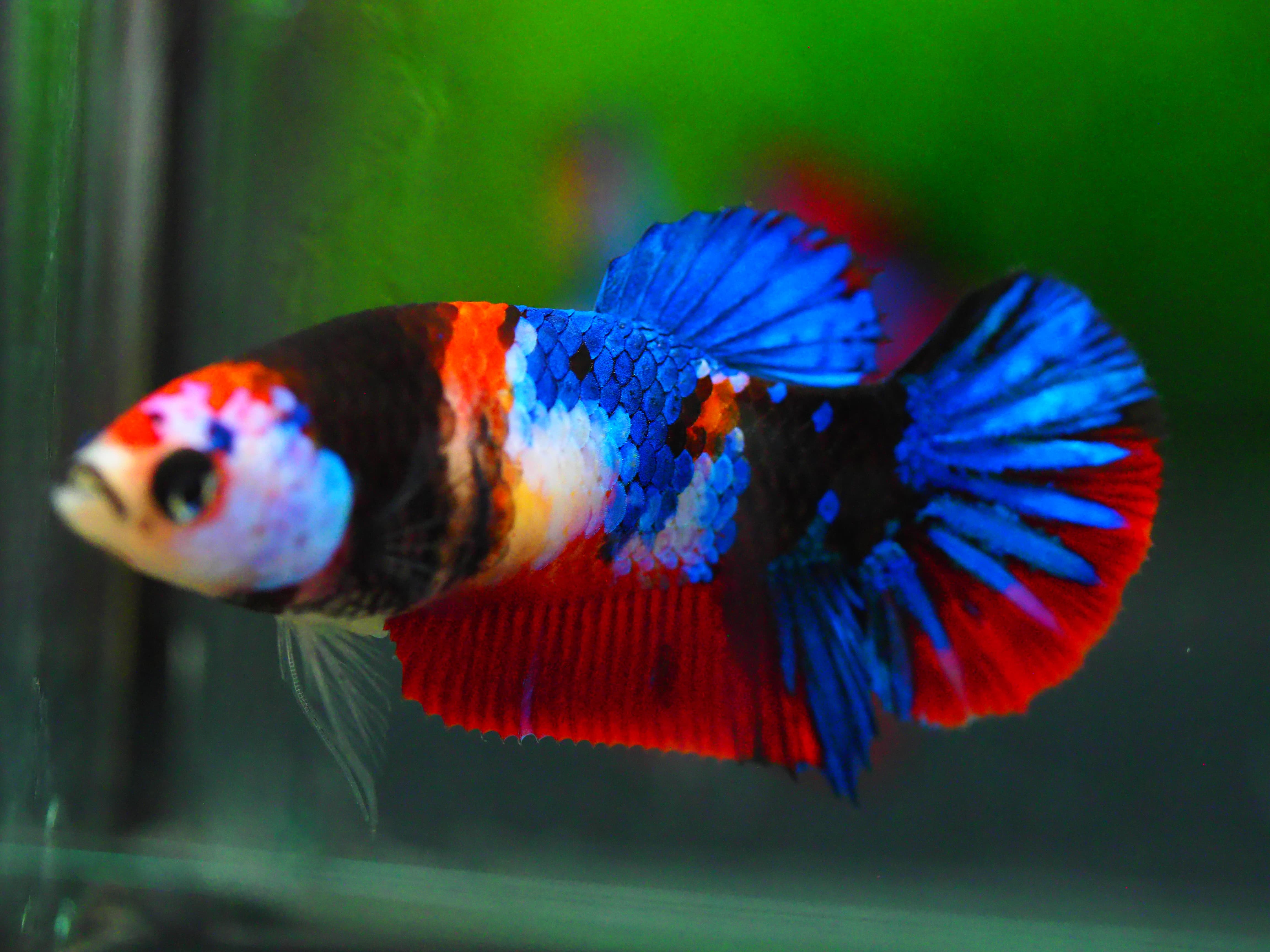 HMPK KOI GALAXY FNMALE GRADE A +++