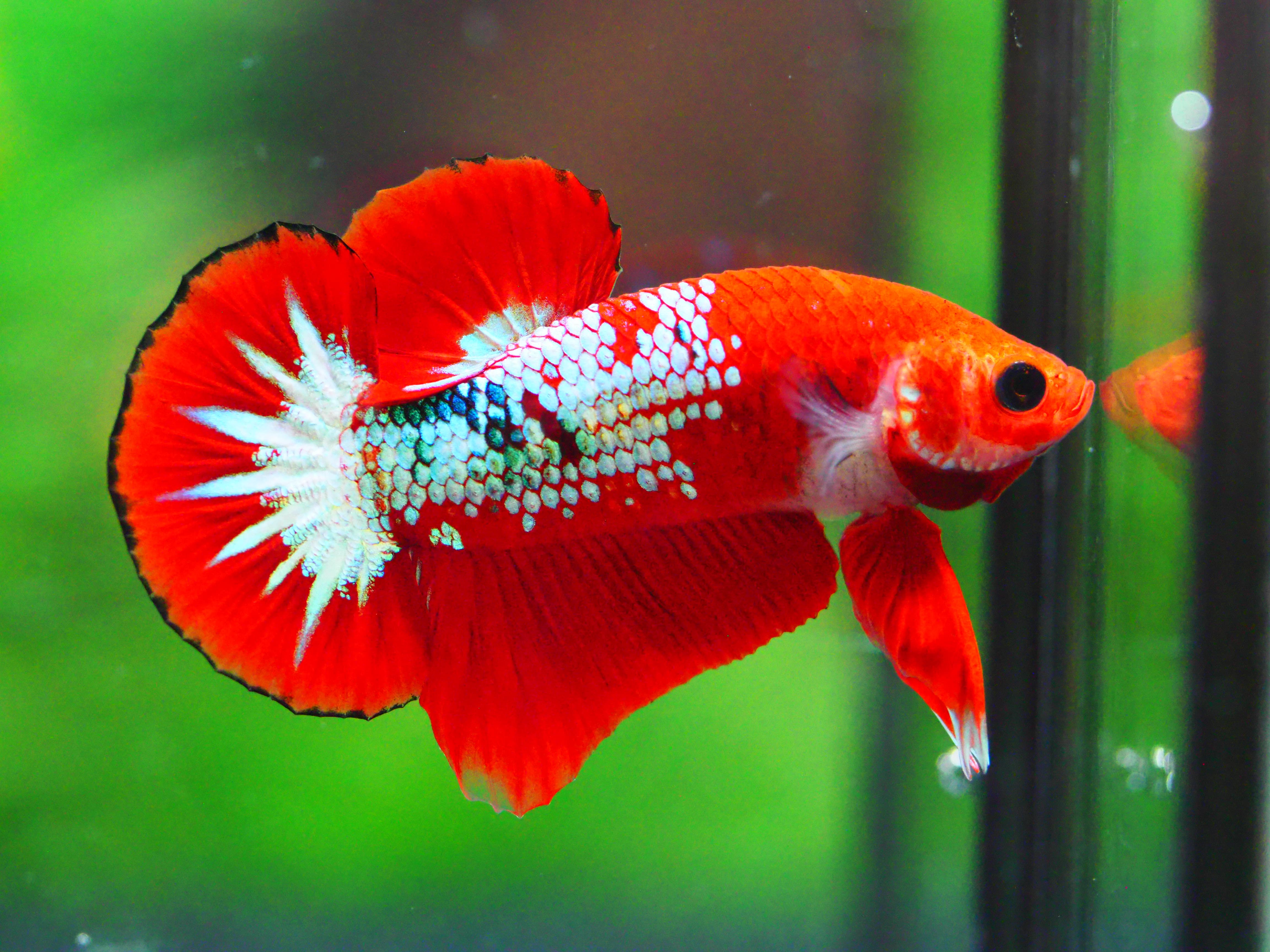 HMPK FANCY MALE GRADE A +++