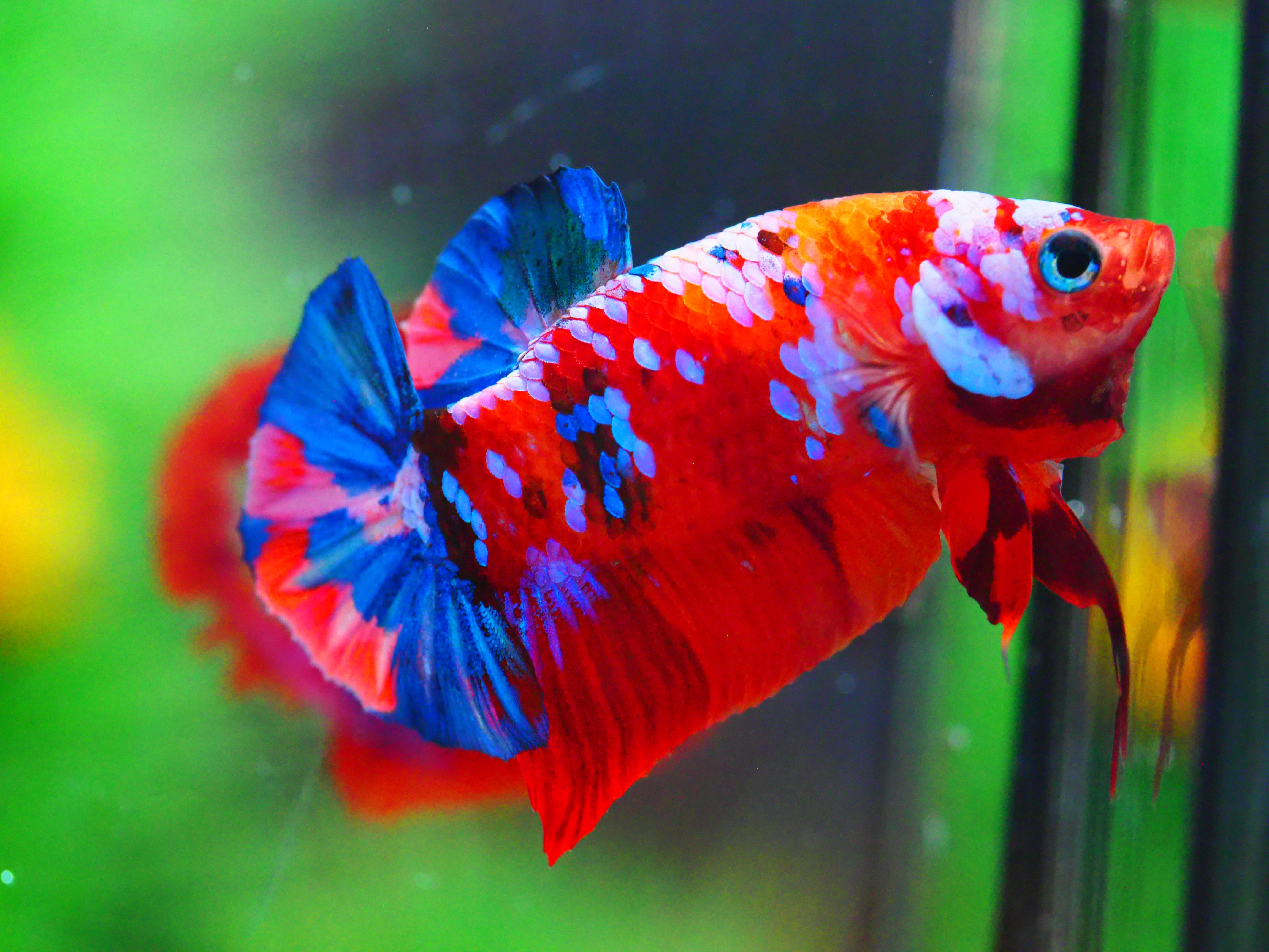 HMPK KOI GALAXY MALE GRADE A +++