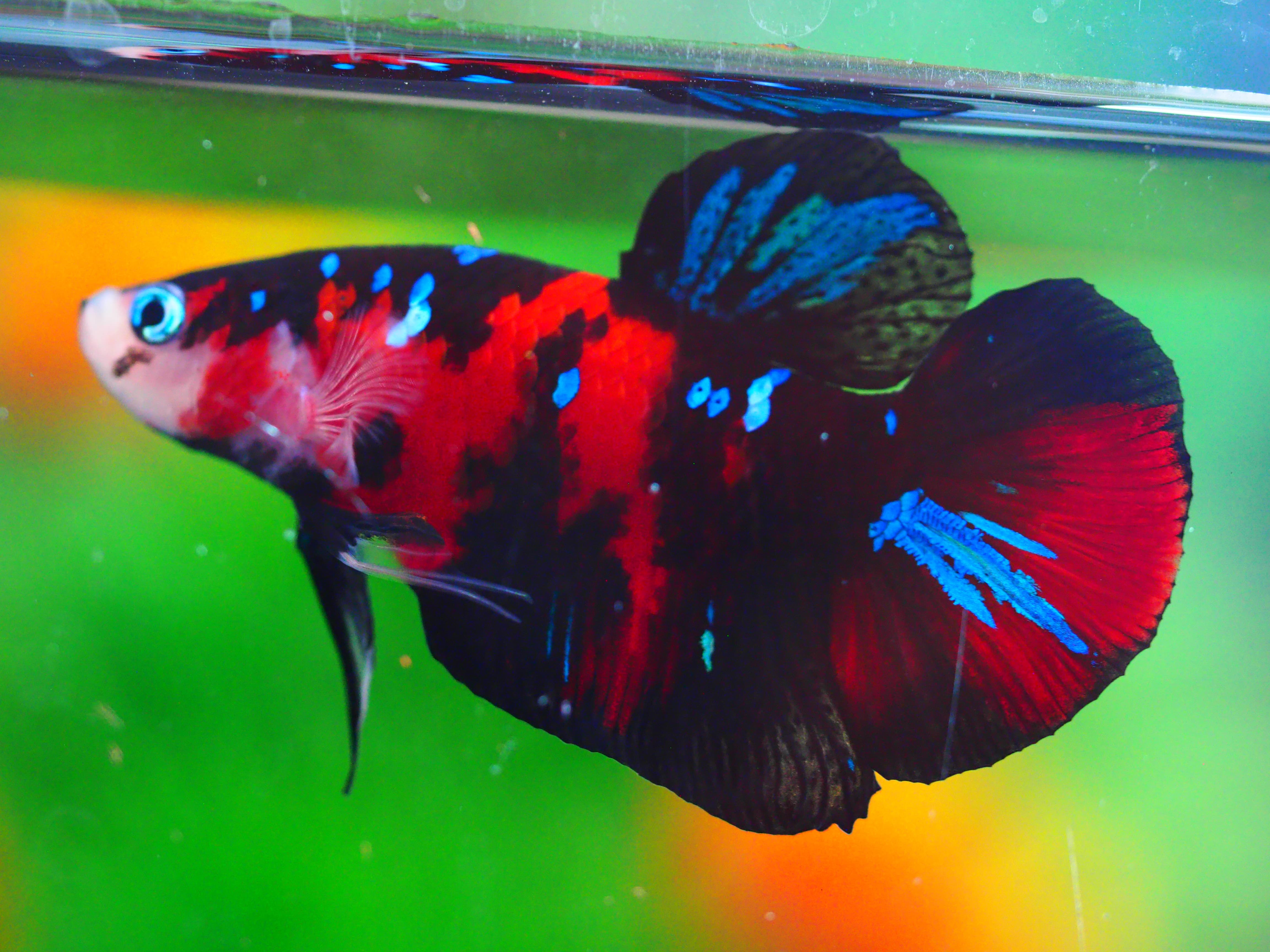 HMPK KOI GALAXY MALE GRADE A +++