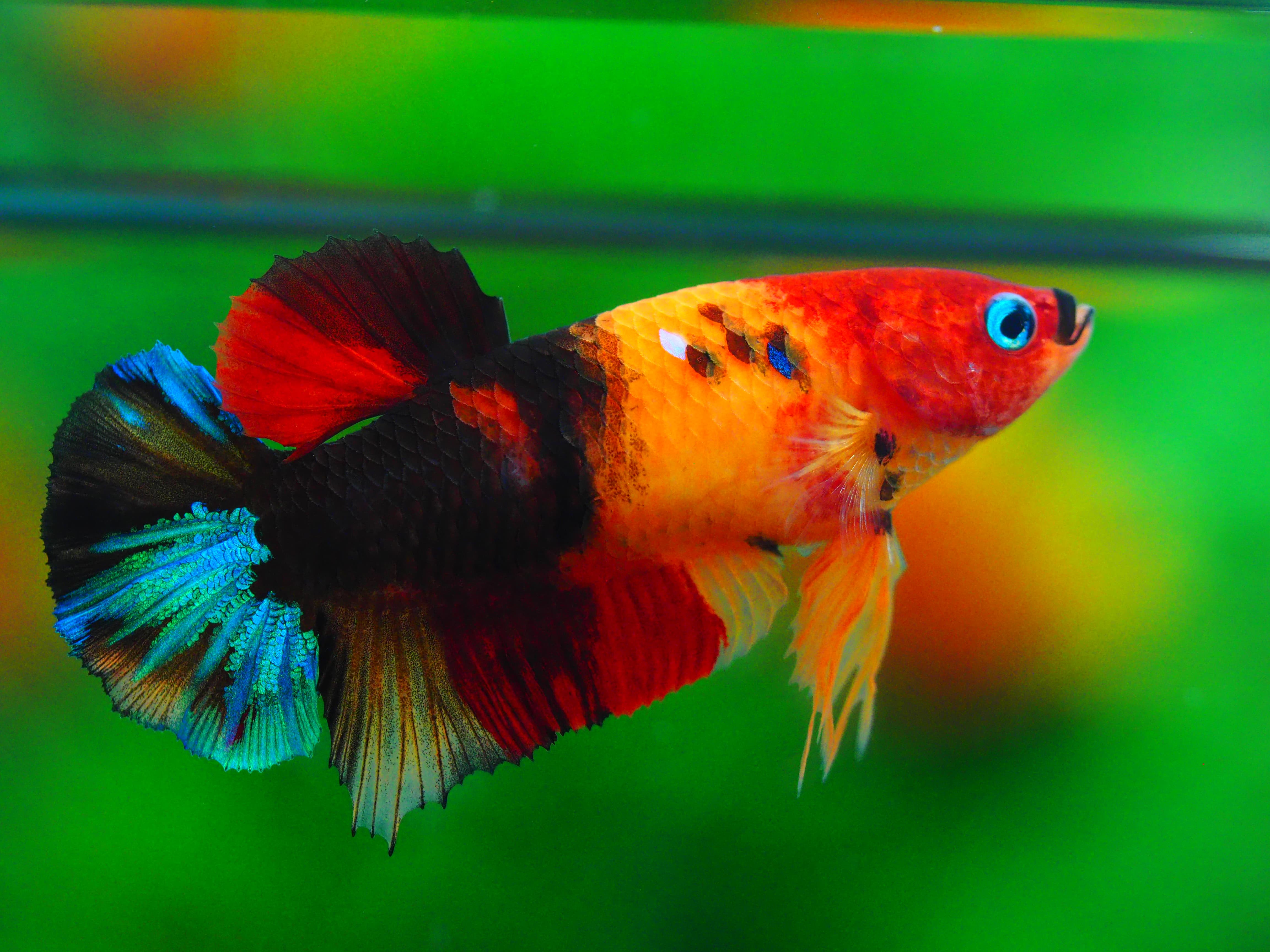 HMPK NEMO GLAXY GRADE A++ FEMALE